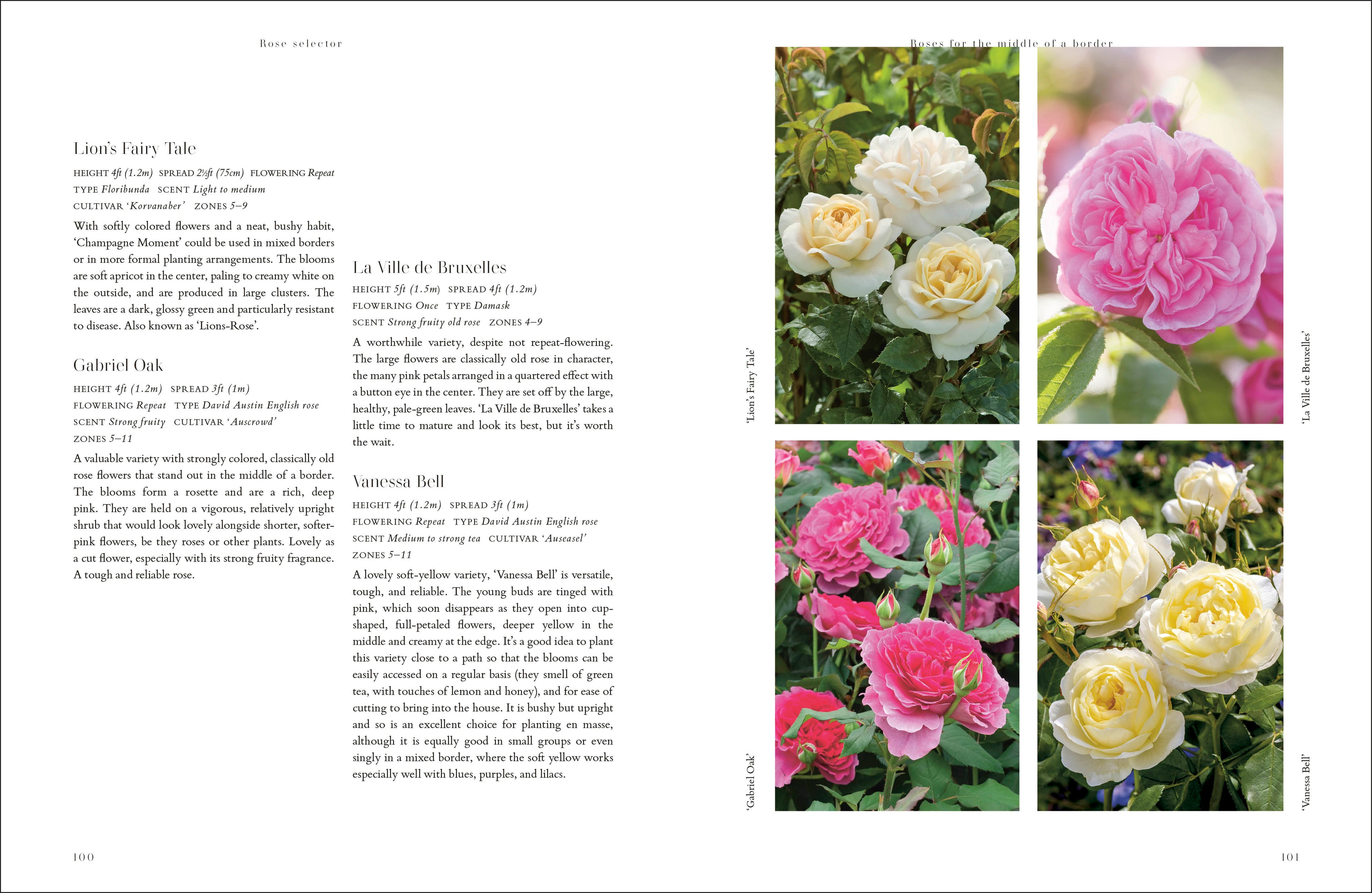 the seed in the rose book Roses – DK