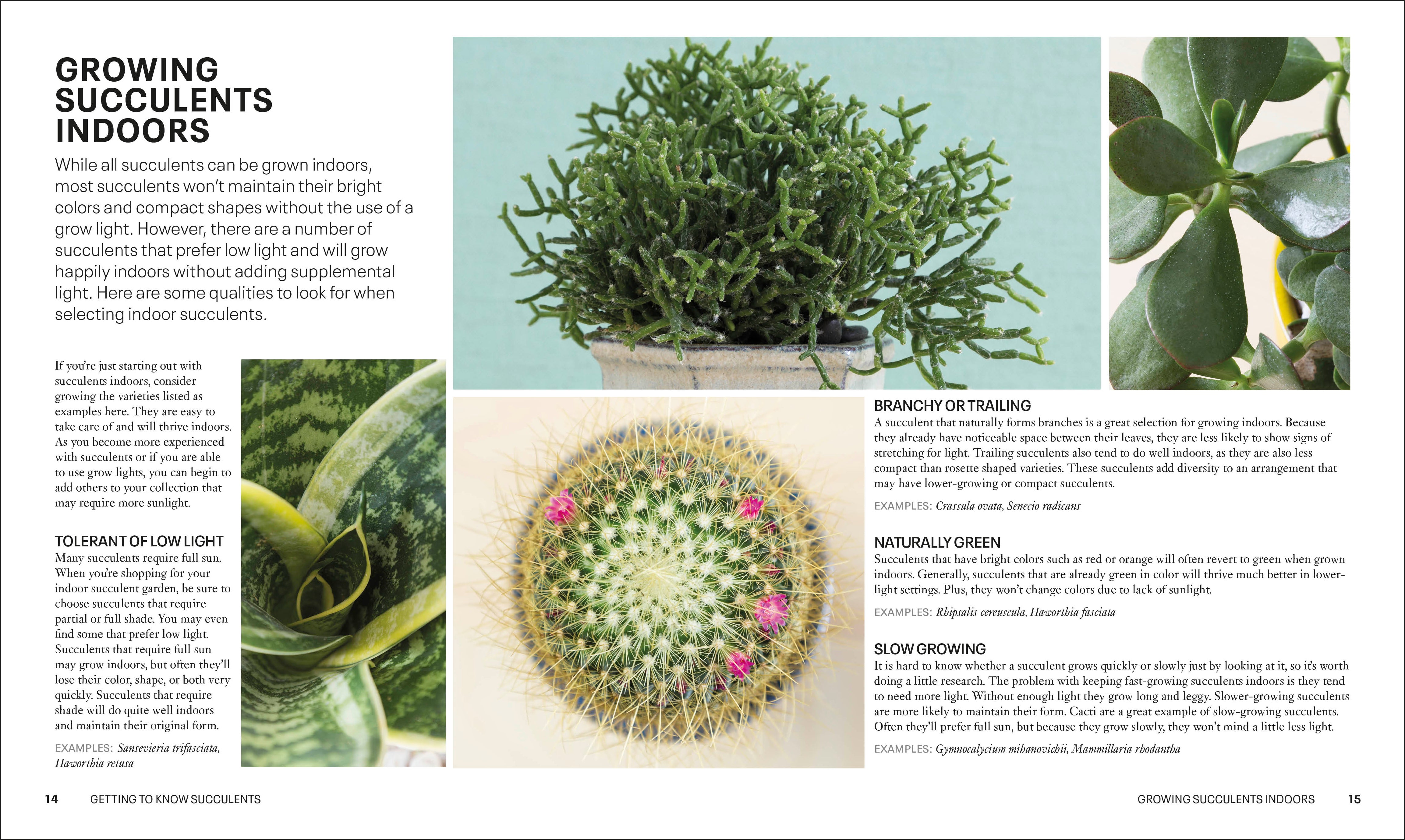 Succulents – DK