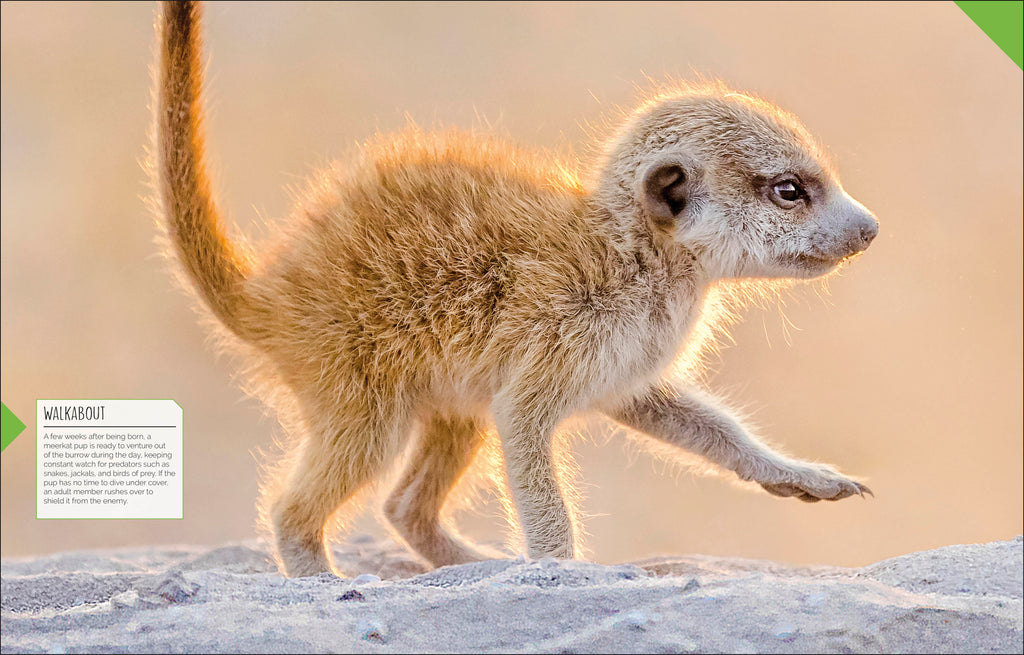 Born to be Wild-Spread, Image, (PRHC, Design, Do, Not, Use)-6