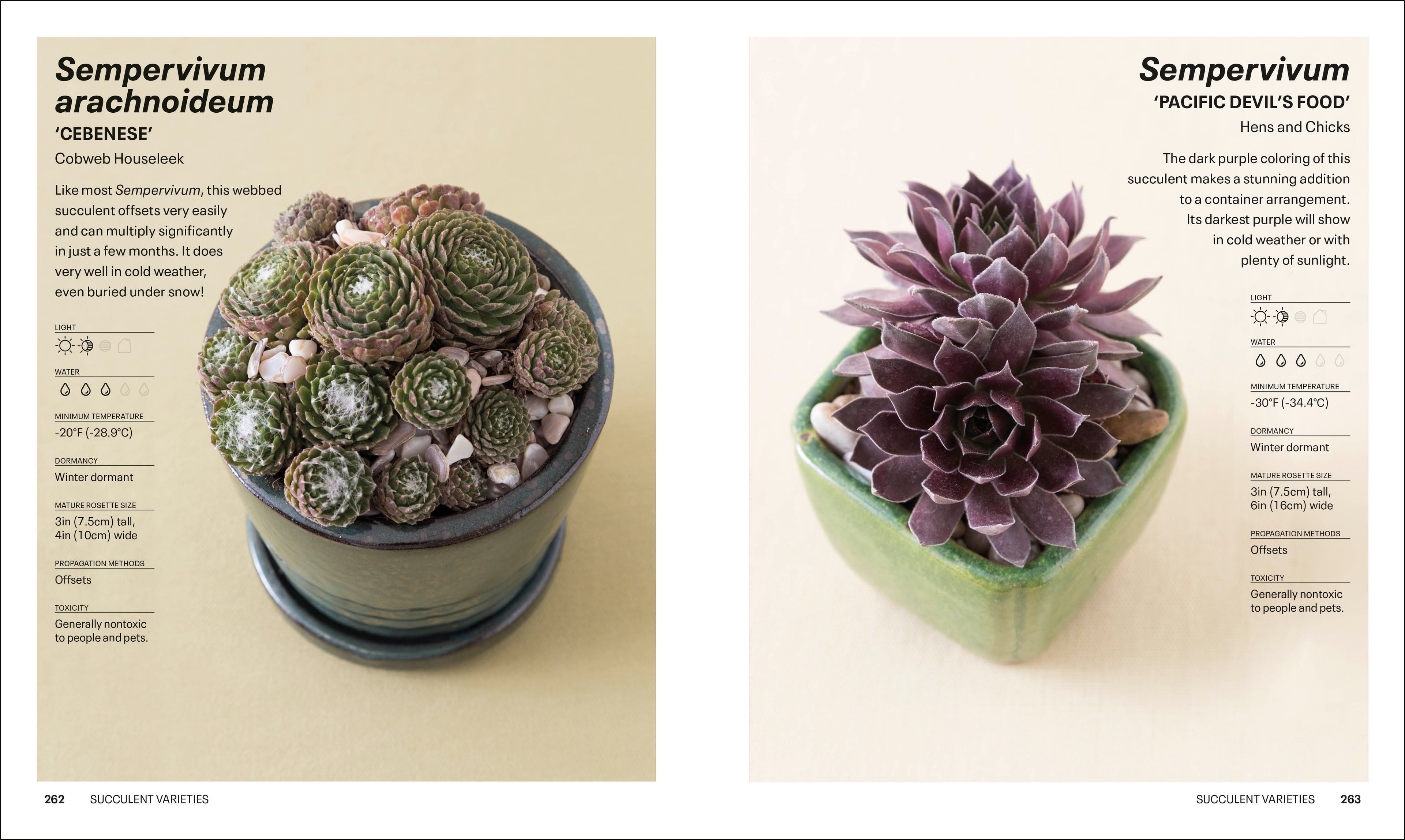 do succulents spread Succulents – DK