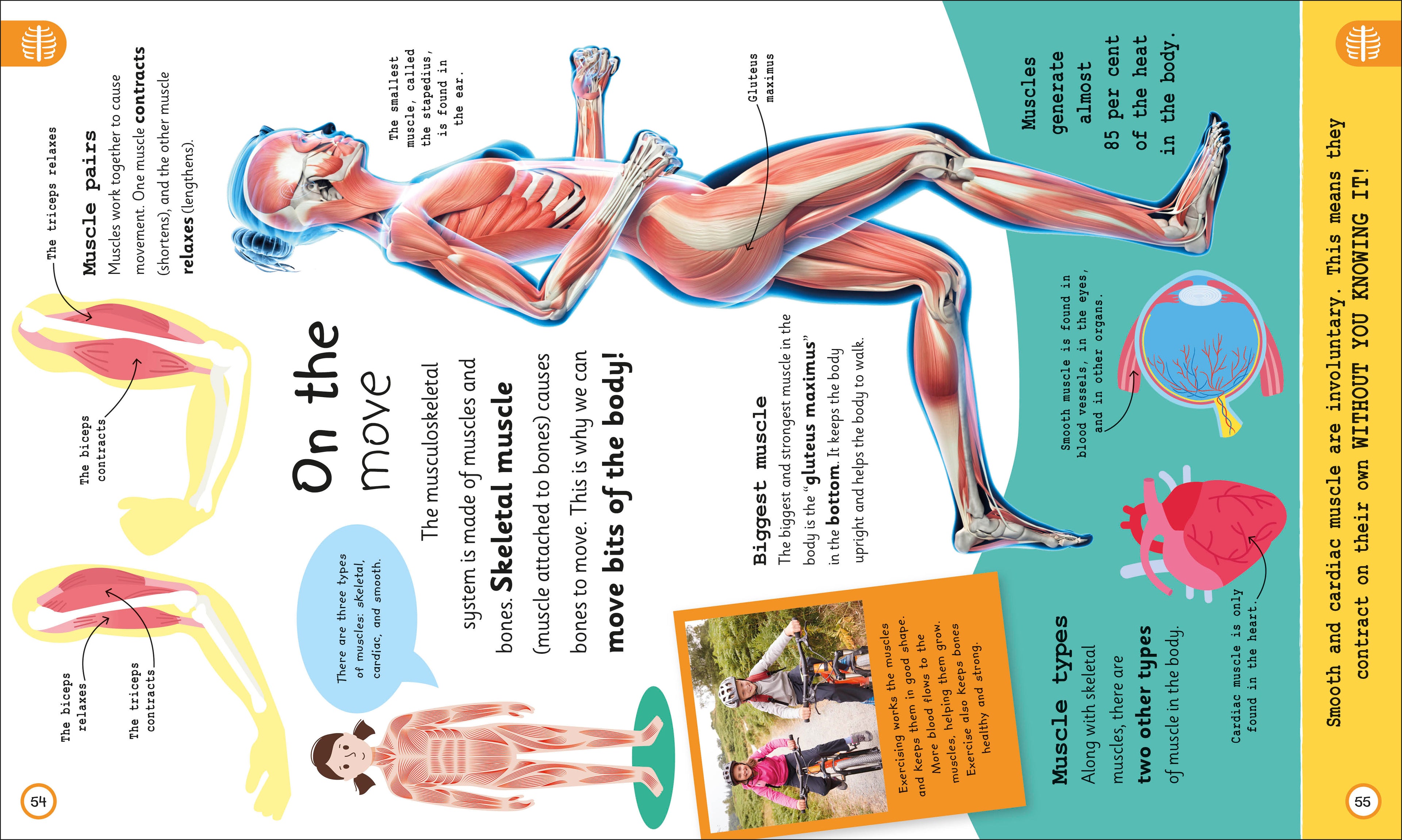 My Very Important Human Body Encyclopedia