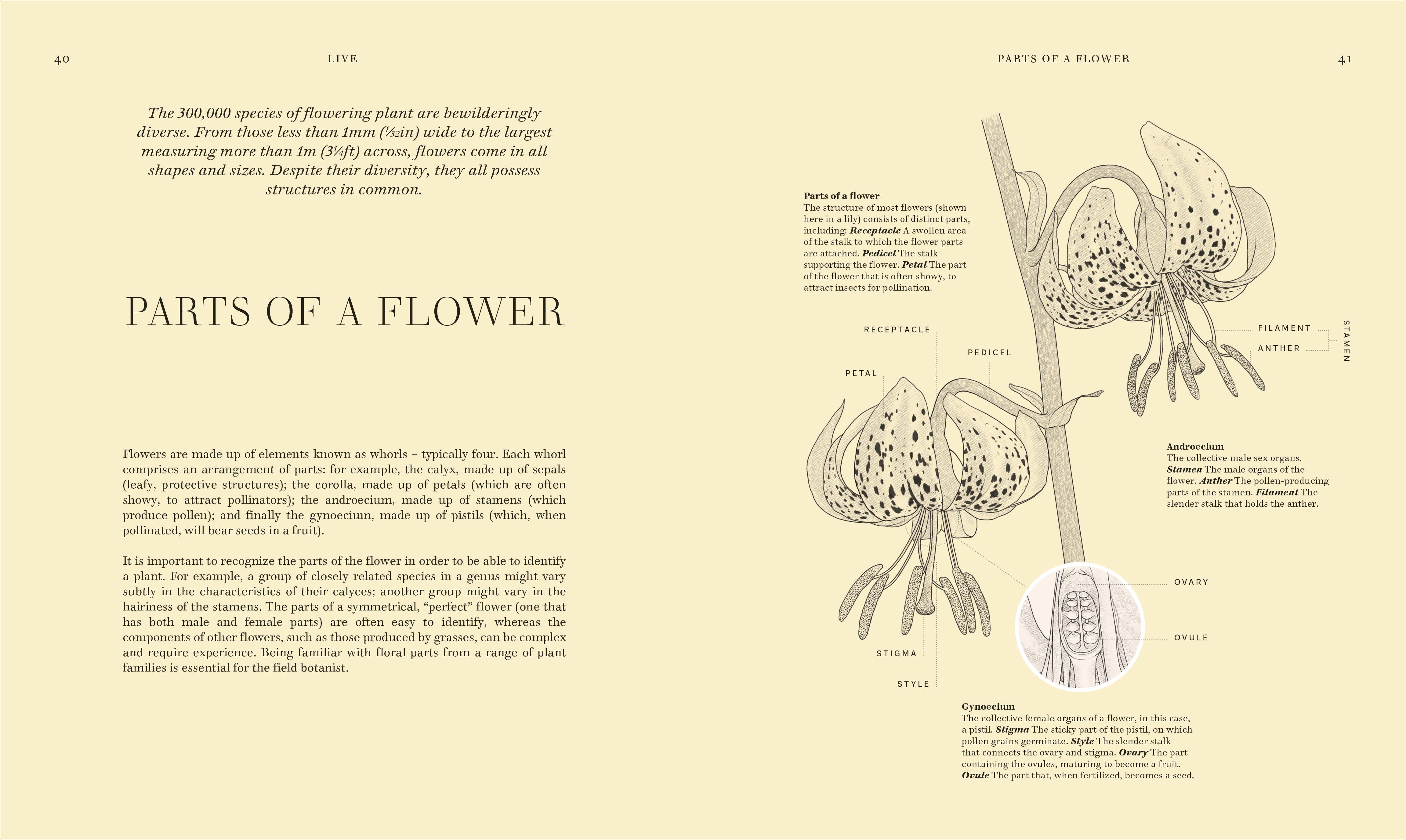 Wildflowers – DK