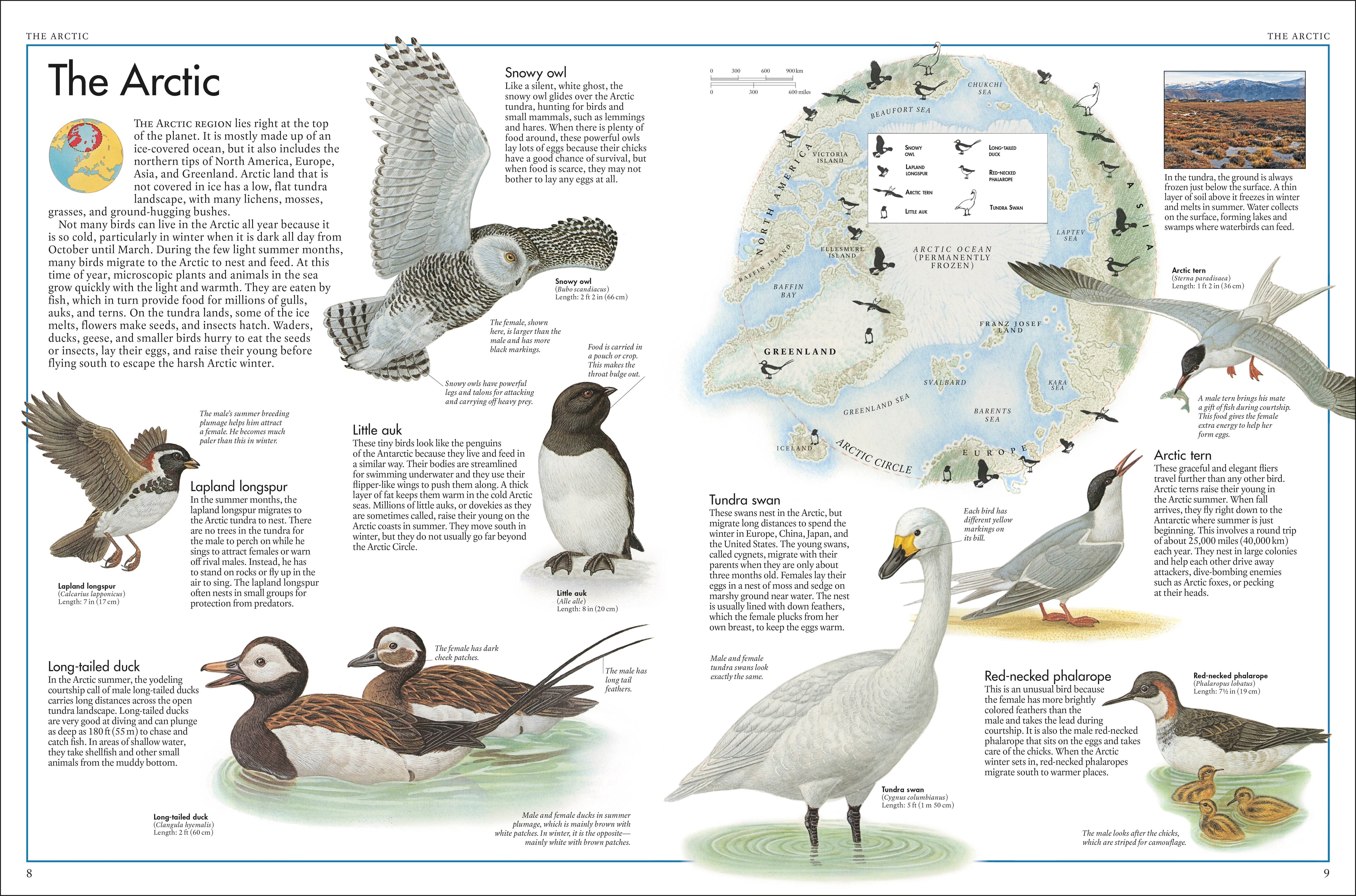 The Bird Atlas – DK
