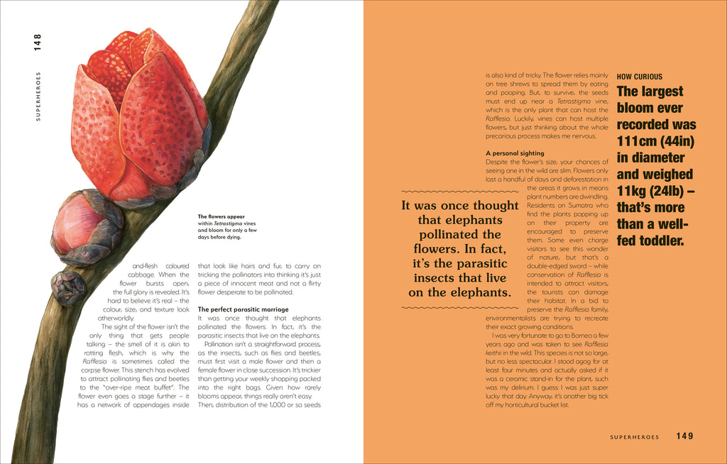 Hortus Curious-spread image