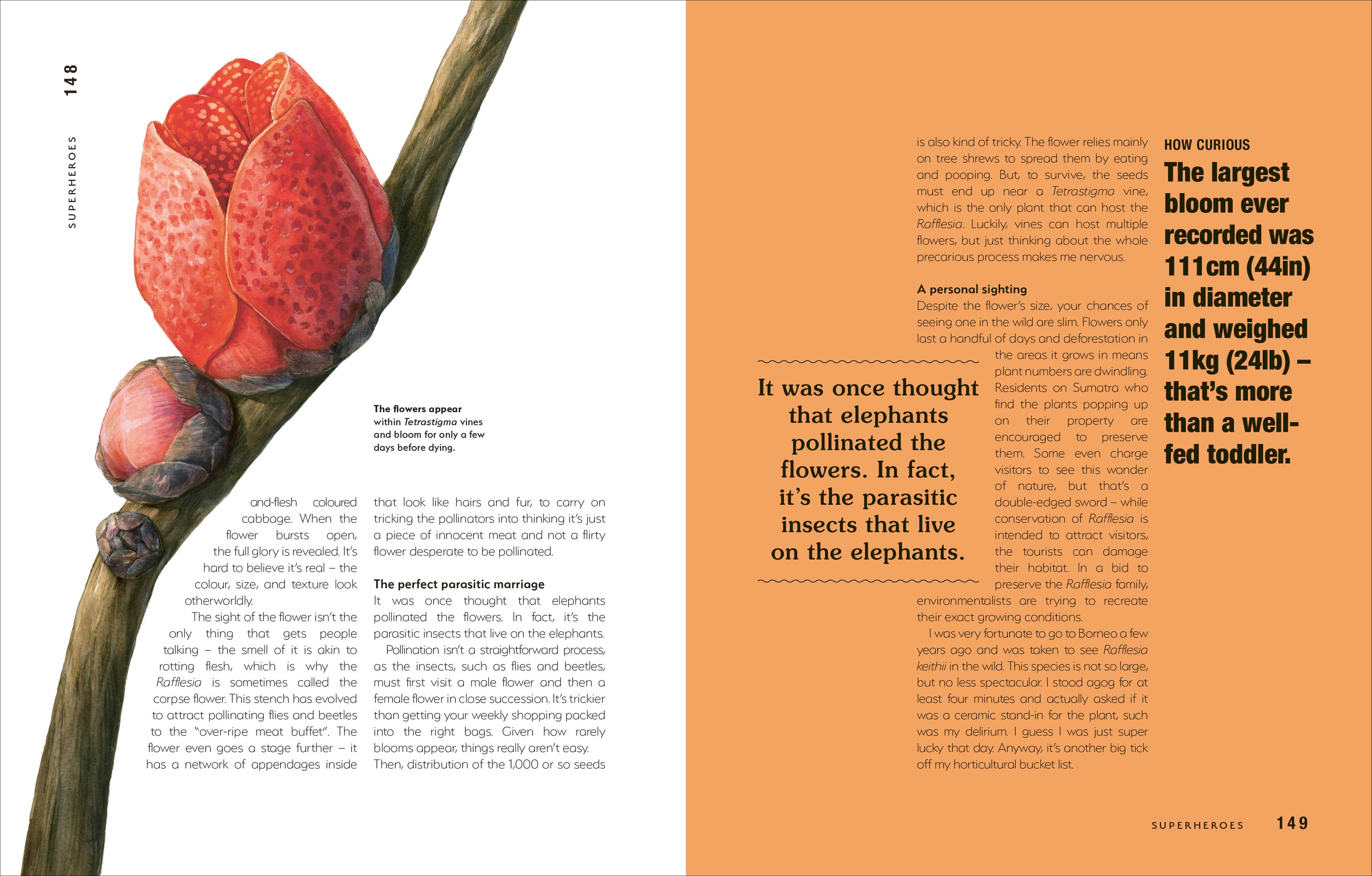 Hortus Curious-spread image