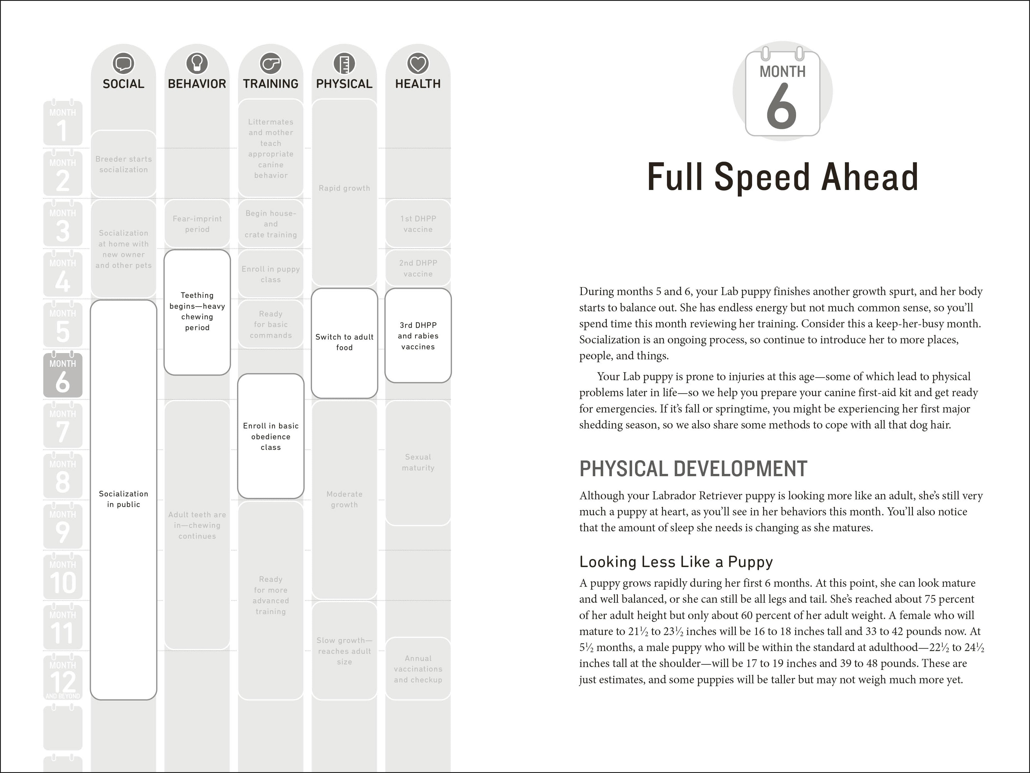 Your Labrador Retriever Puppy Month by Month, 2nd Edition