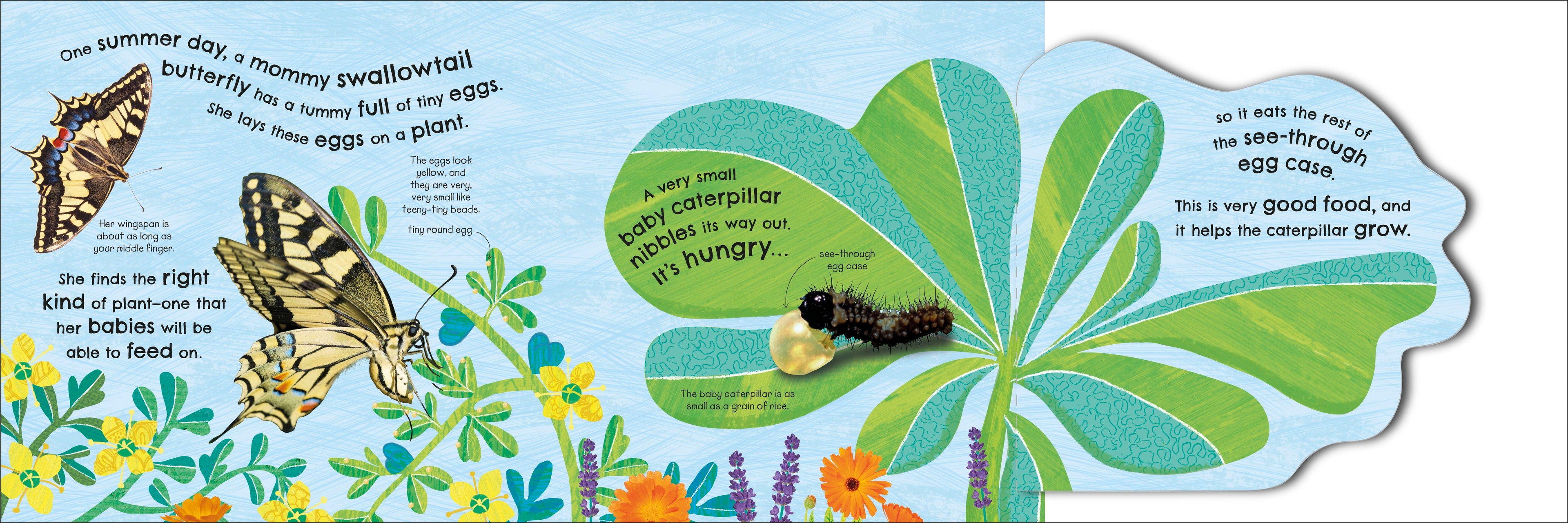 How Does a Butterfly Grow?