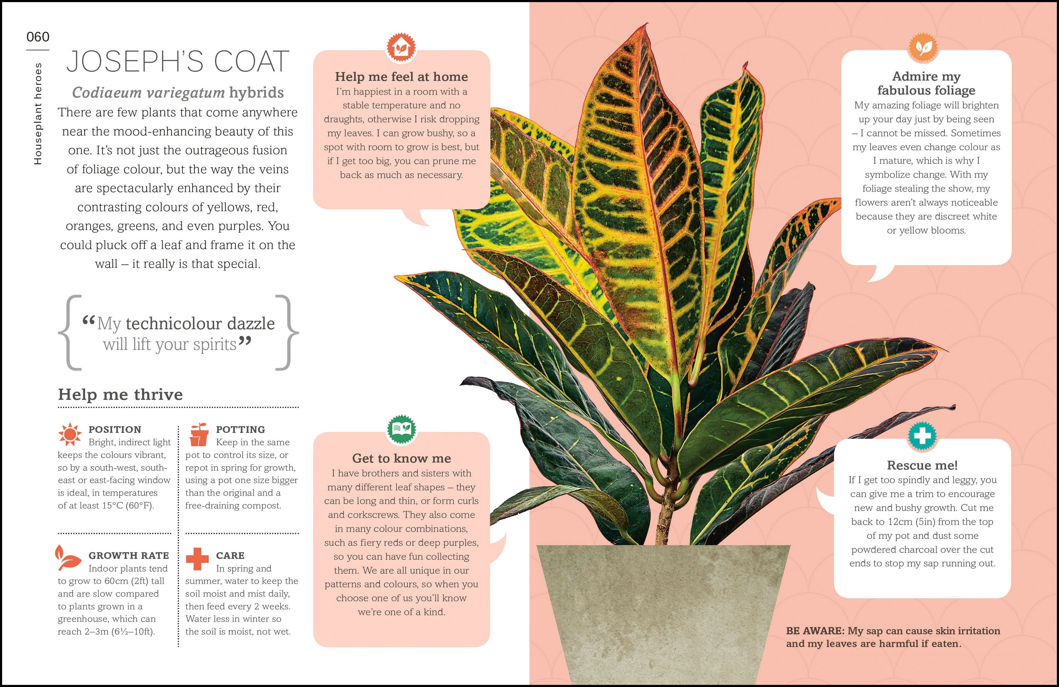 indoor plants essay My House Plant Changed My Life – DK