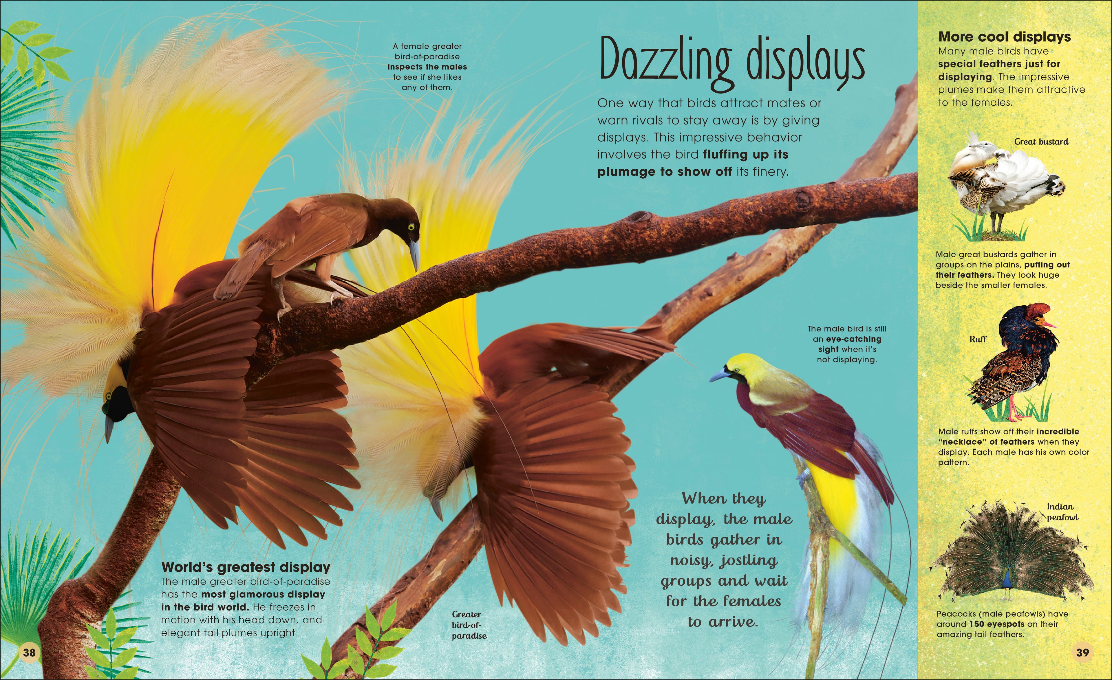 The Extraordinary World of Birds-Spread, Image, (PRHC, Design, Do, Not, Use)-3