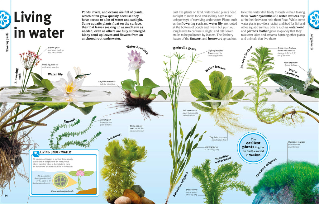 Our World in Pictures: Trees, Leaves, Flowers & Seeds