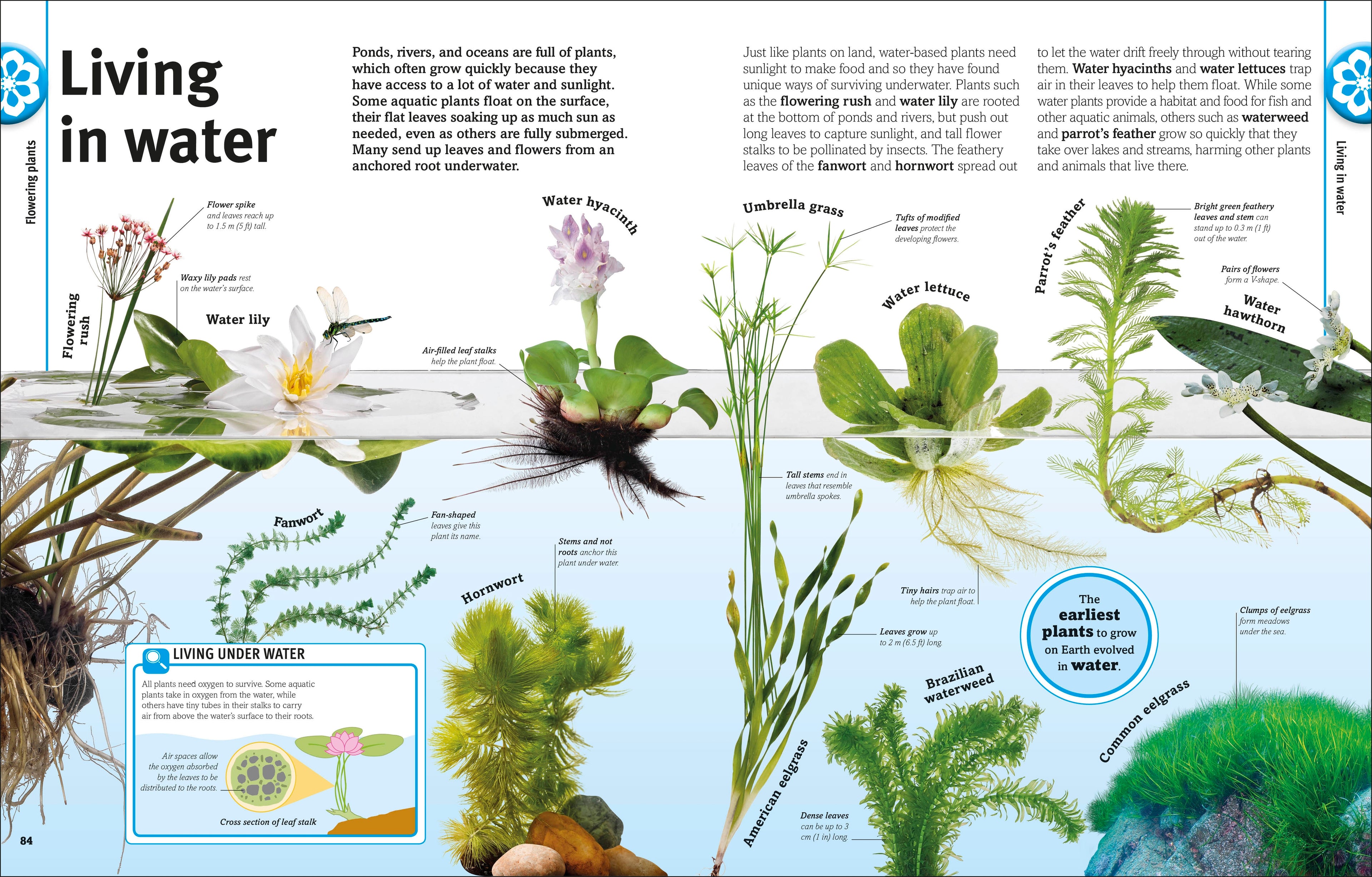 Our World in Pictures: Trees, Leaves, Flowers & Seeds