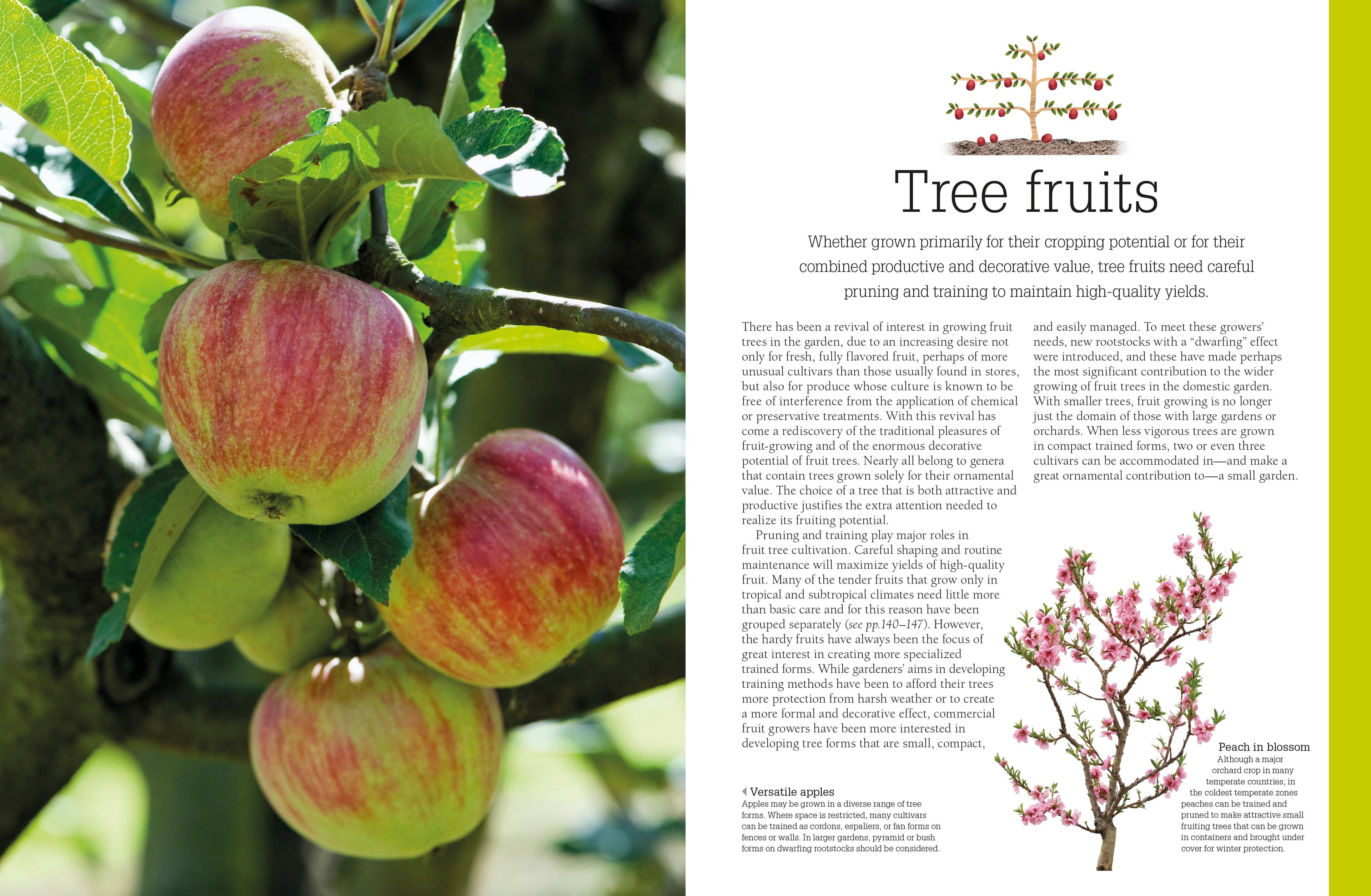 Pruning and Training