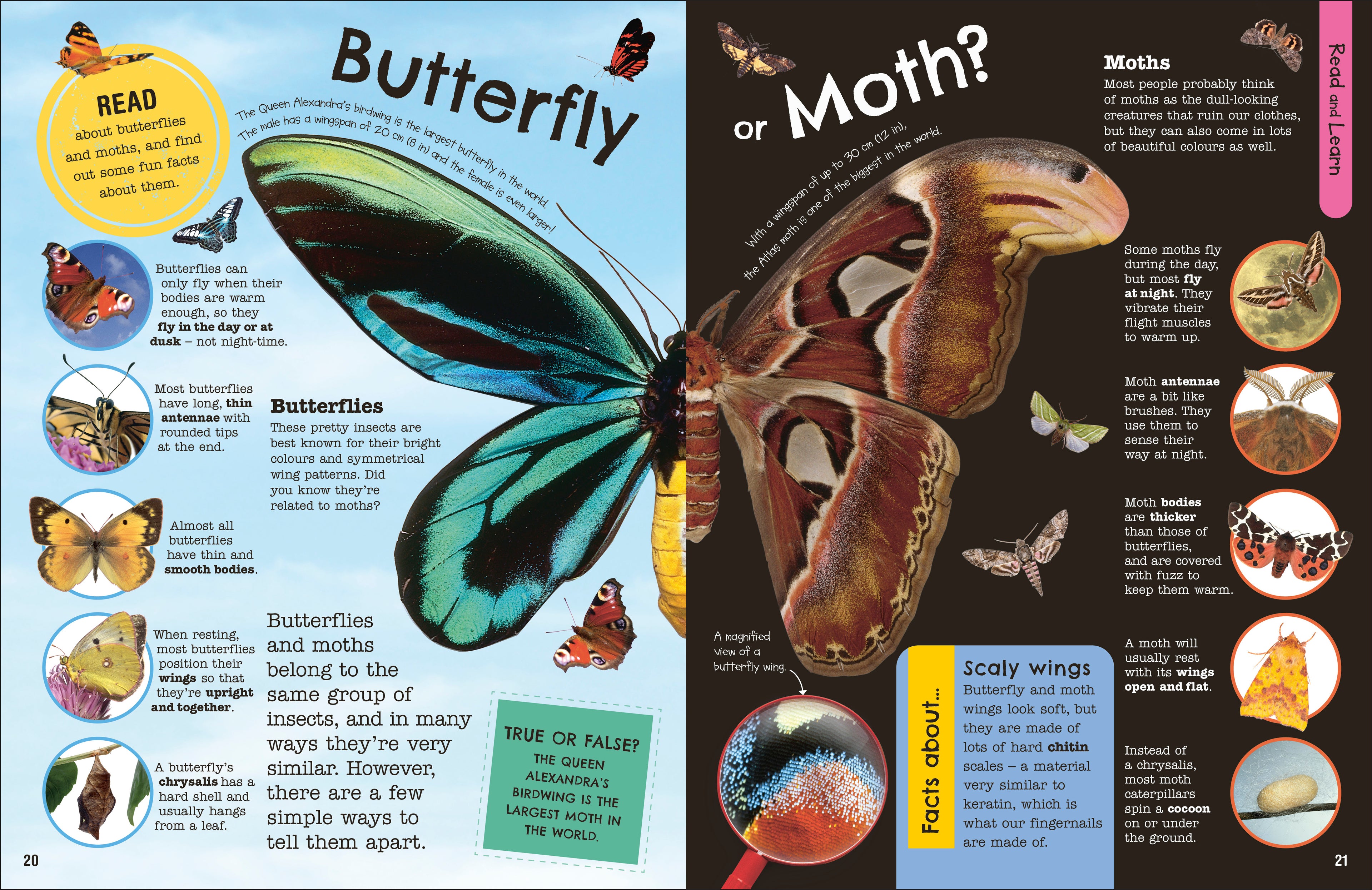 The Fact-Packed Activity Book: Insects