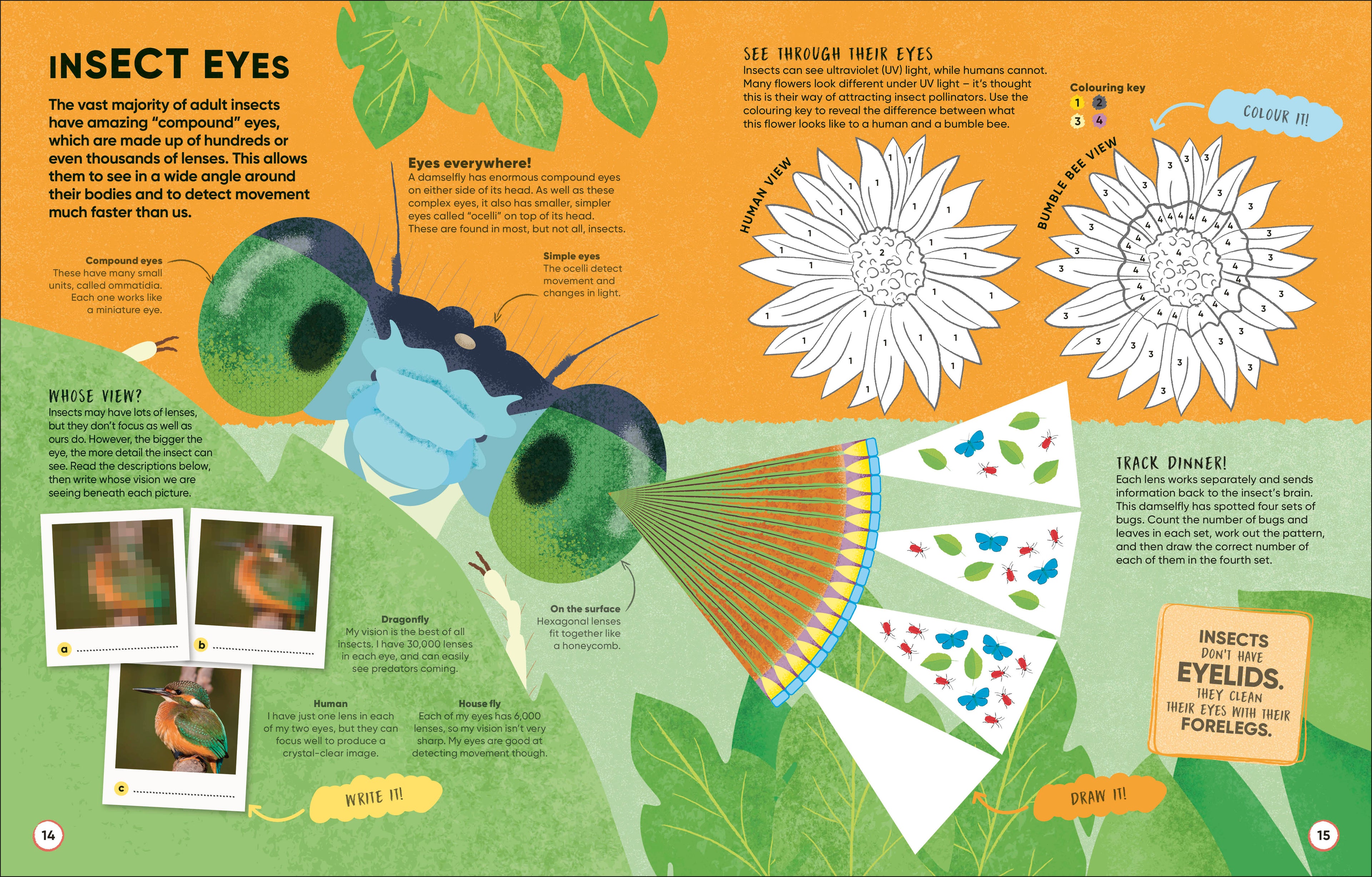 Brain Booster Bugs-Spread, Image, (PRHC, Design, Do, Not, Use)-1