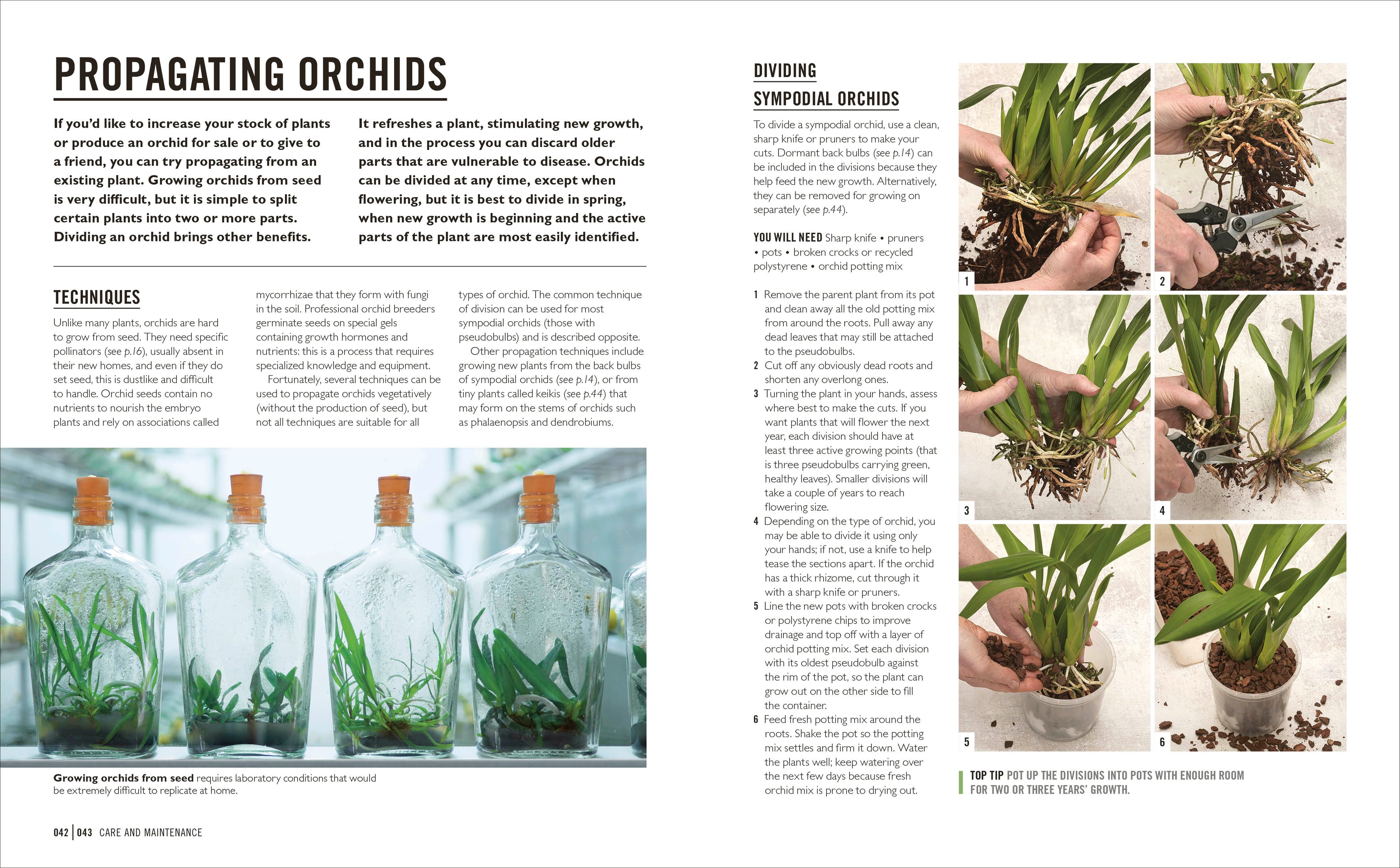 Grow Orchids-Spread, Image, (PRHC, Design, Do, Not, Use)-4