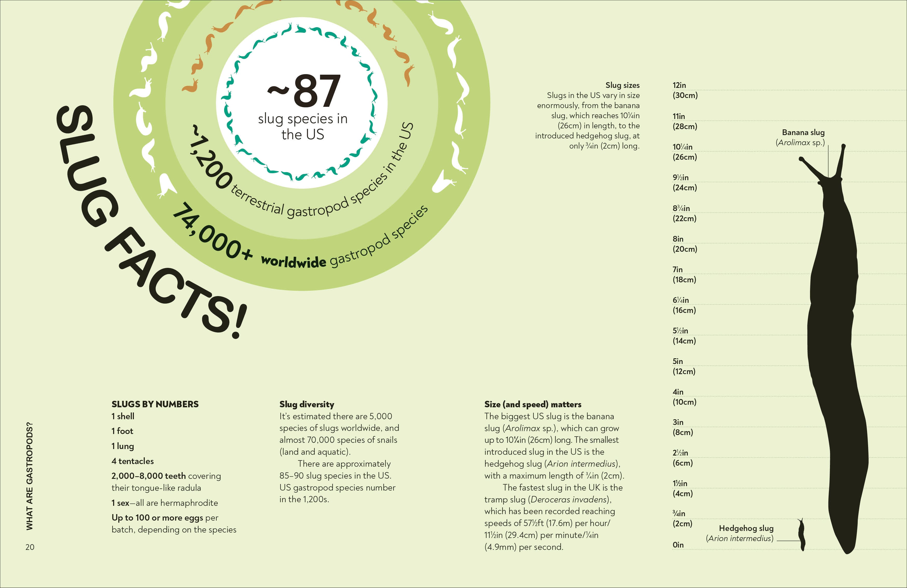 Slugs: Friend or Foe?-Spread, Image, (PRHC, Design, Do, Not, Use)-2