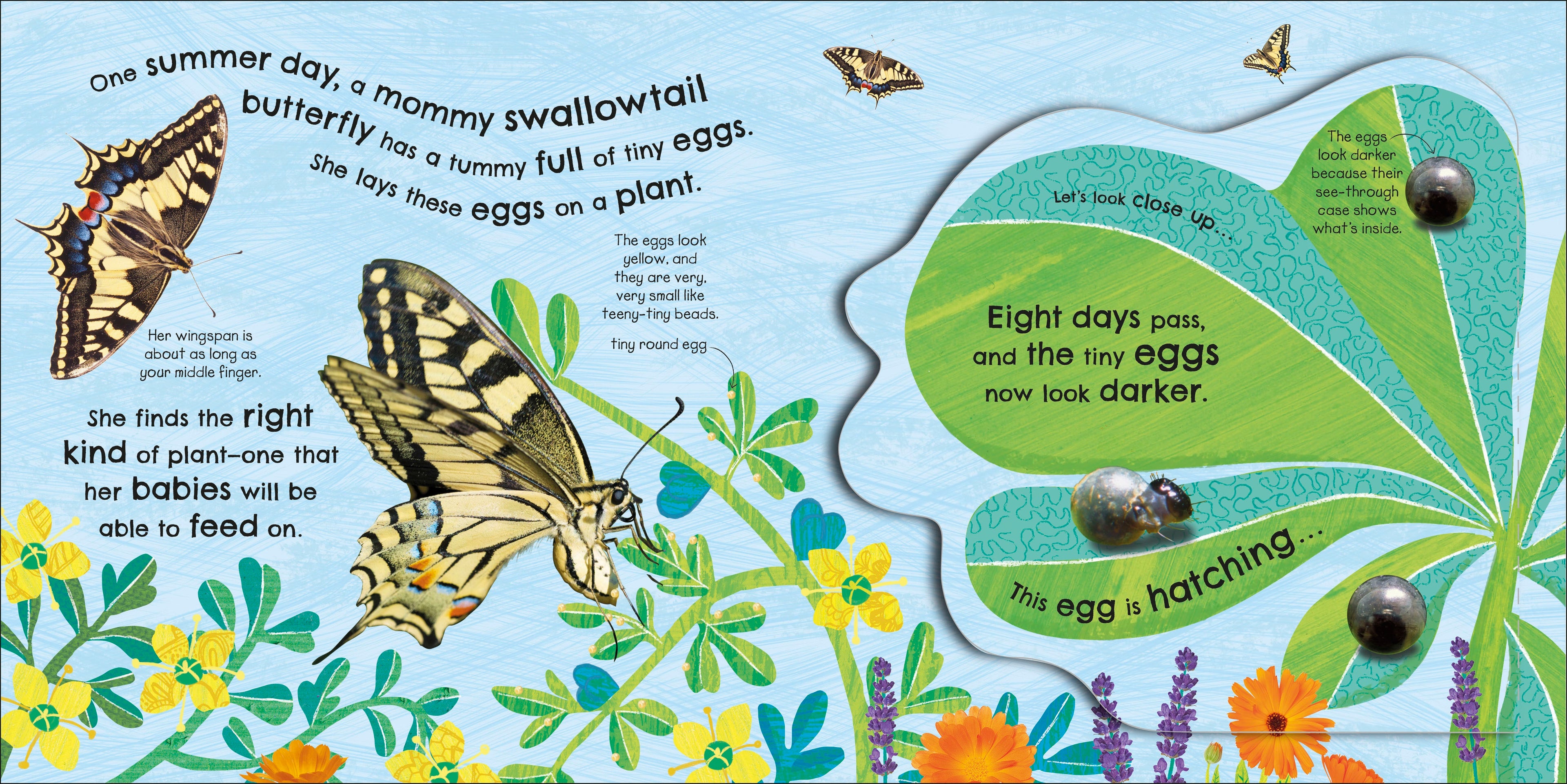 How Does a Butterfly Grow?