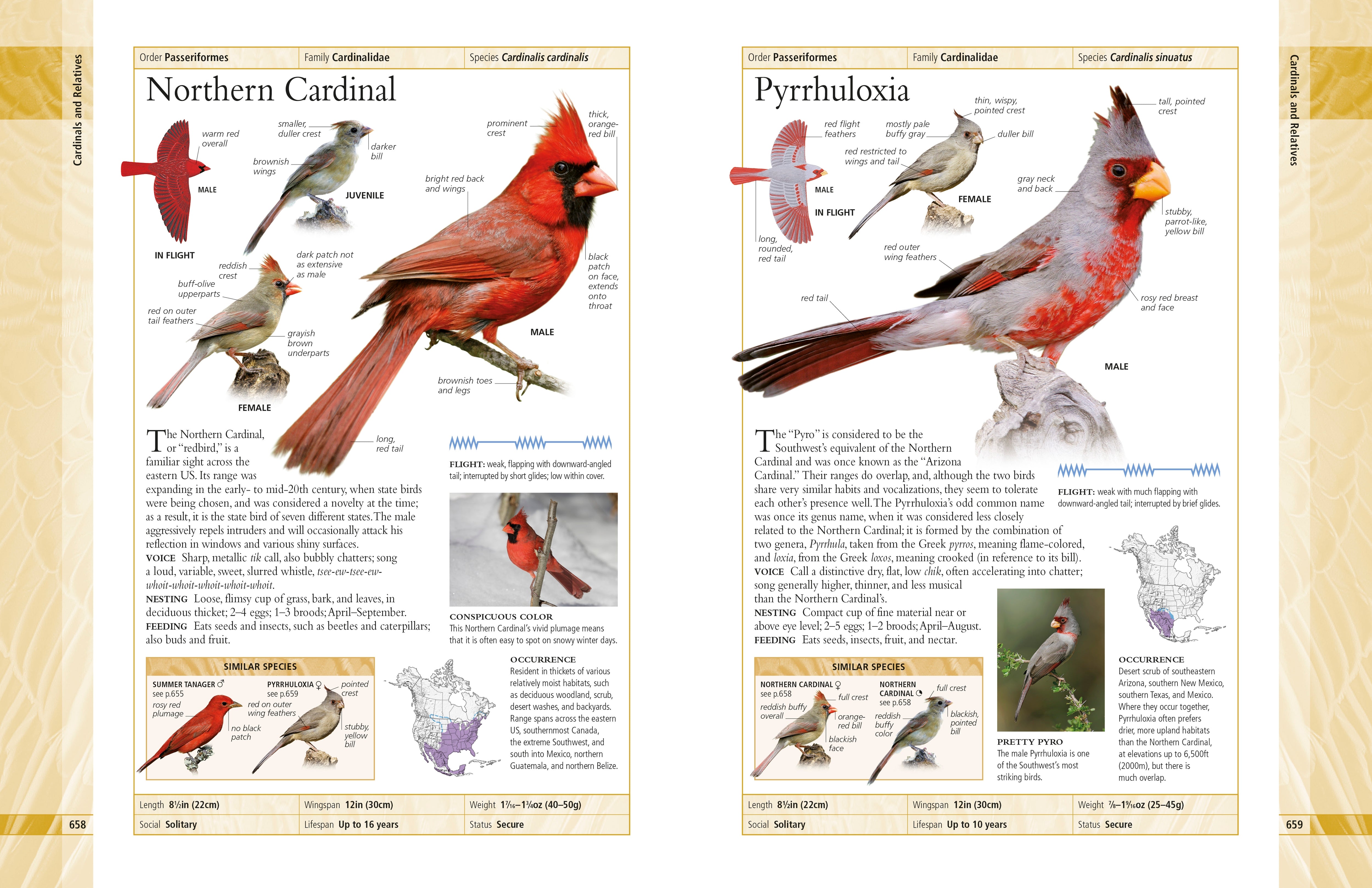 American Museum of Natural History Birds of North America – DK