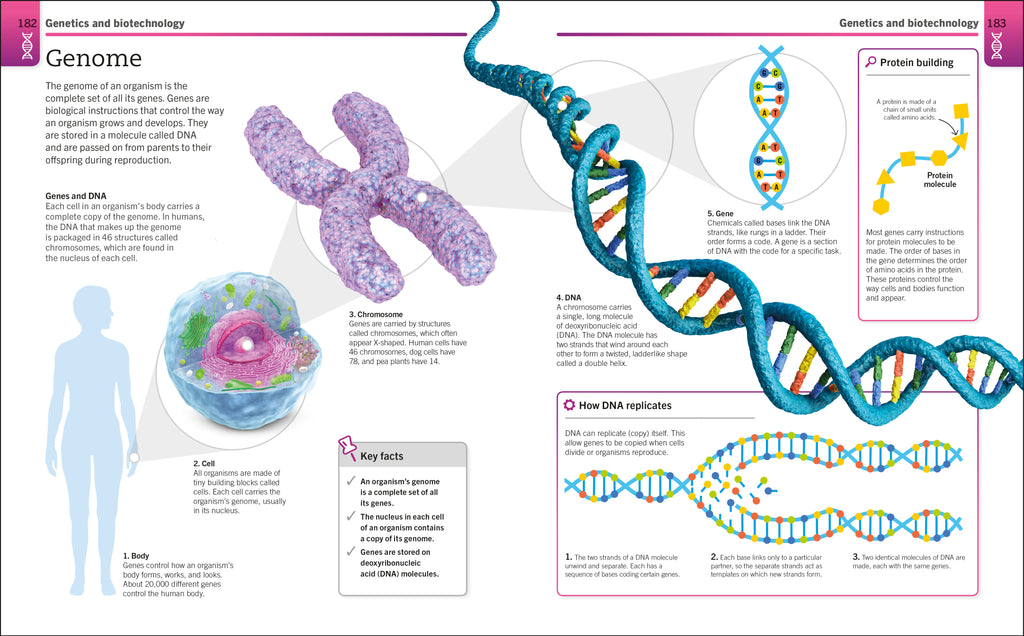 Super Simple Biology-Spread-Image-6