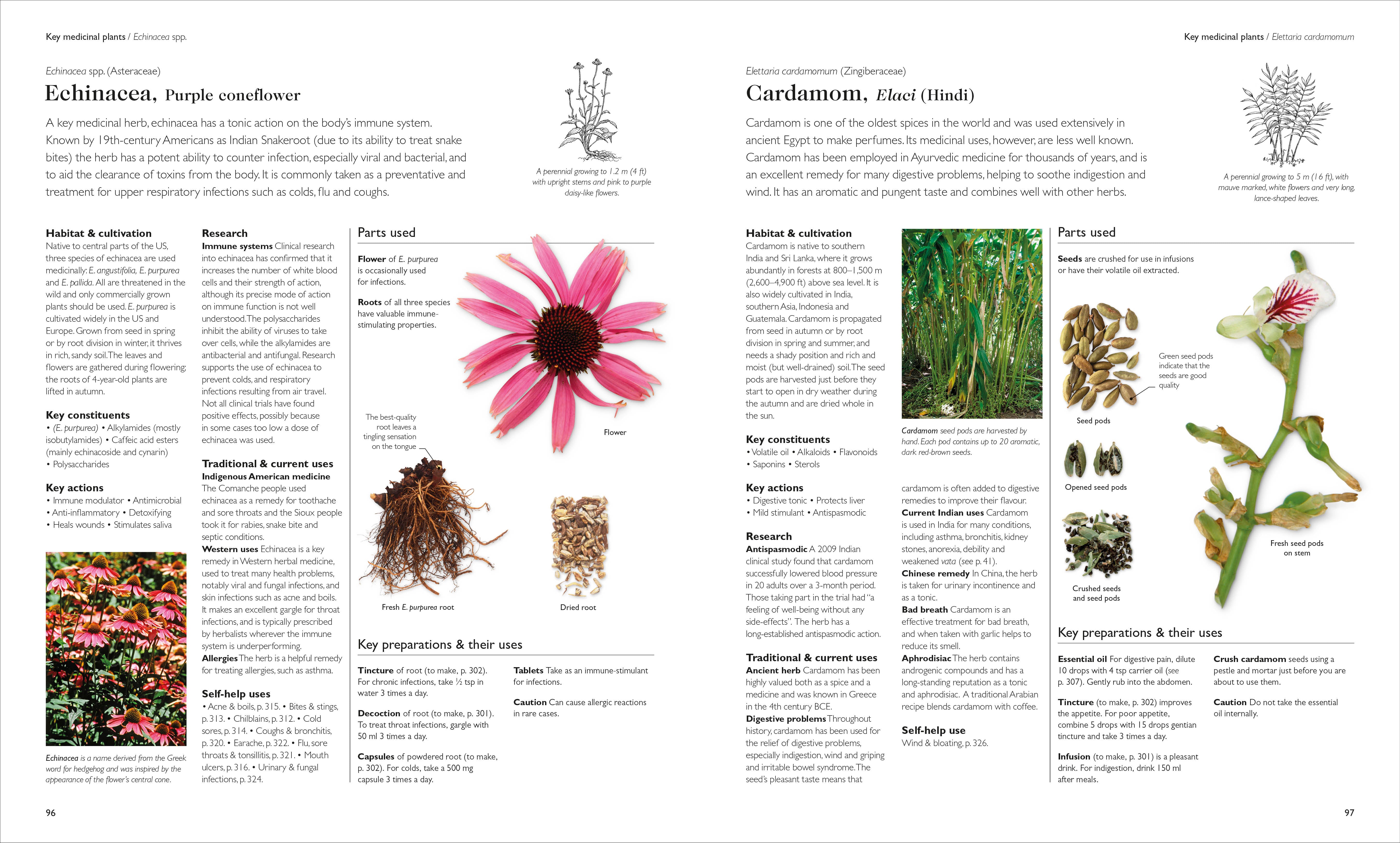 Encyclopedia of Herbal Medicine New Edition – DK