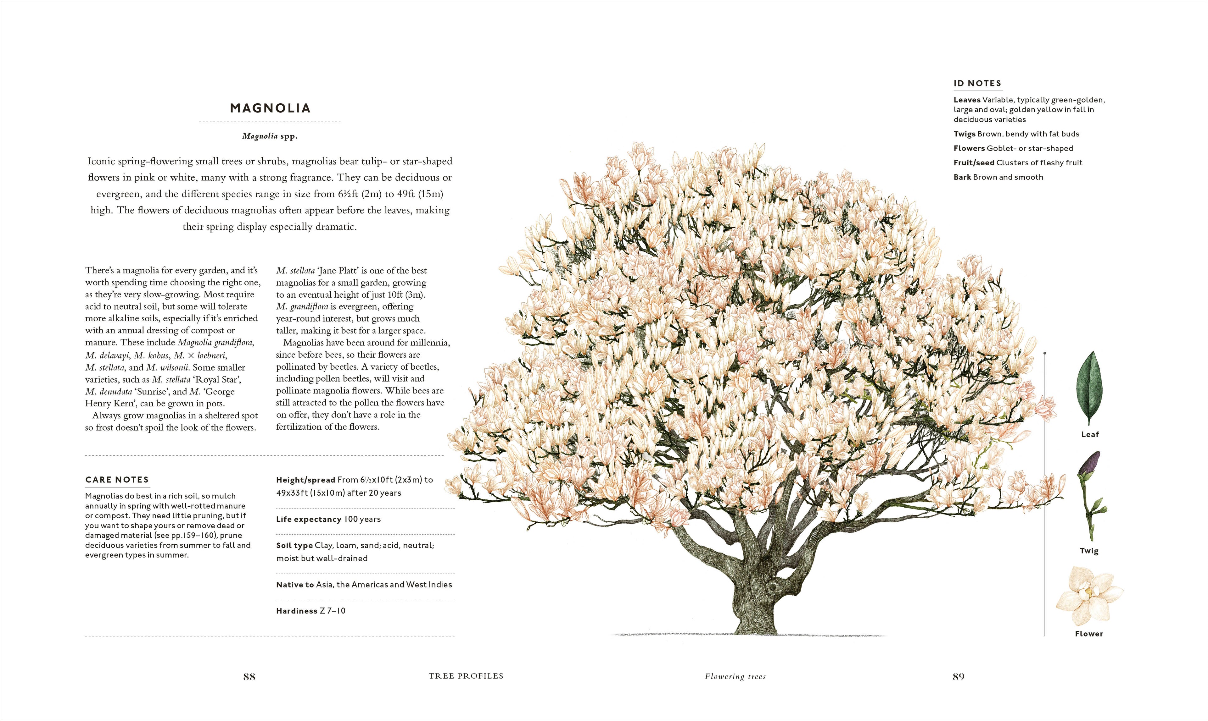The Tree in My Garden-Spread, Image, (PRHC, Design, Do, Not, Use)-10