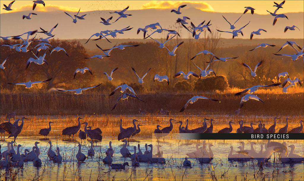 Bird-Spread, Image, (PRHC, Design, Do, Not, Use)-6