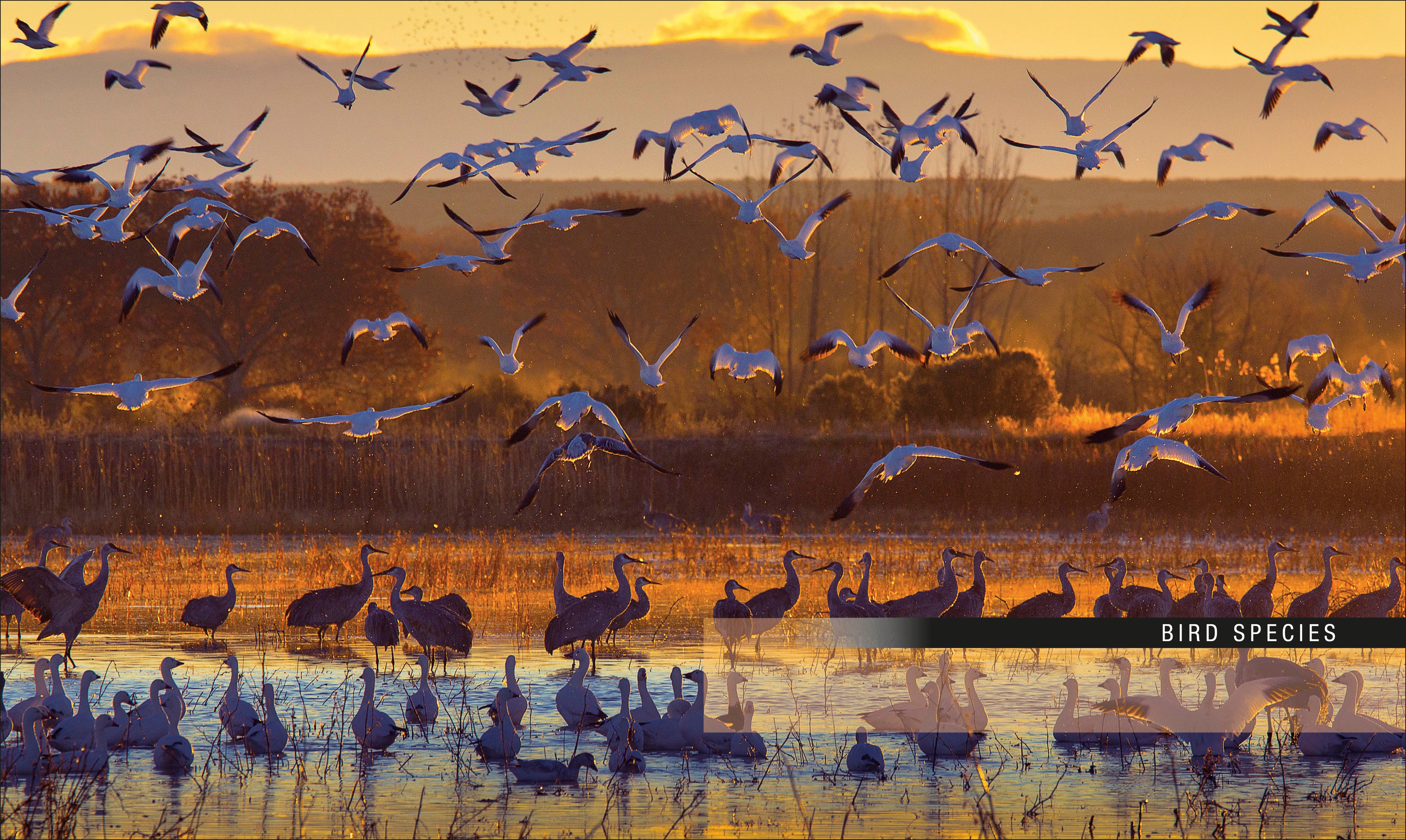 Bird-Spread, Image, (PRHC, Design, Do, Not, Use)-6