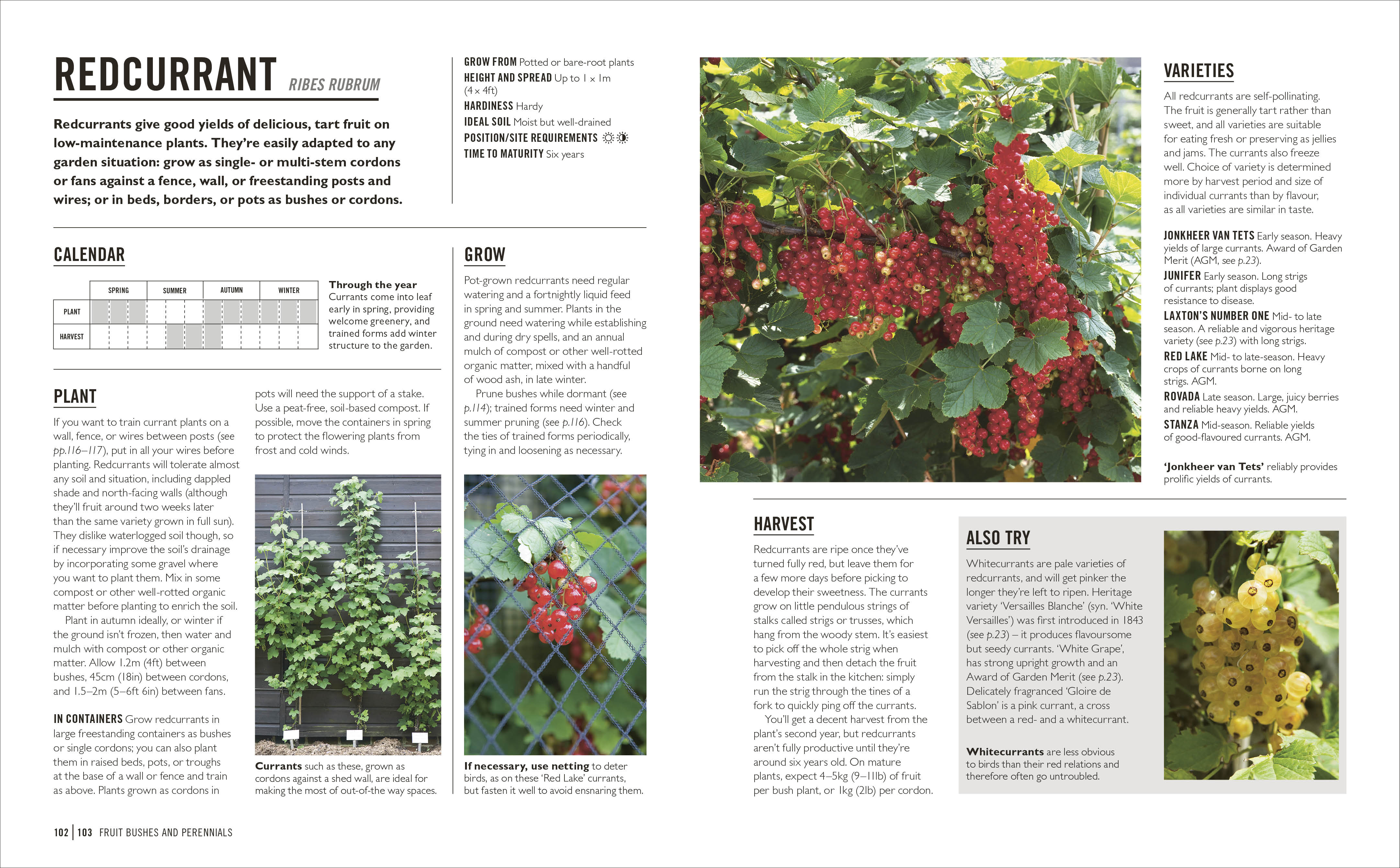 Grow Fruit – DK