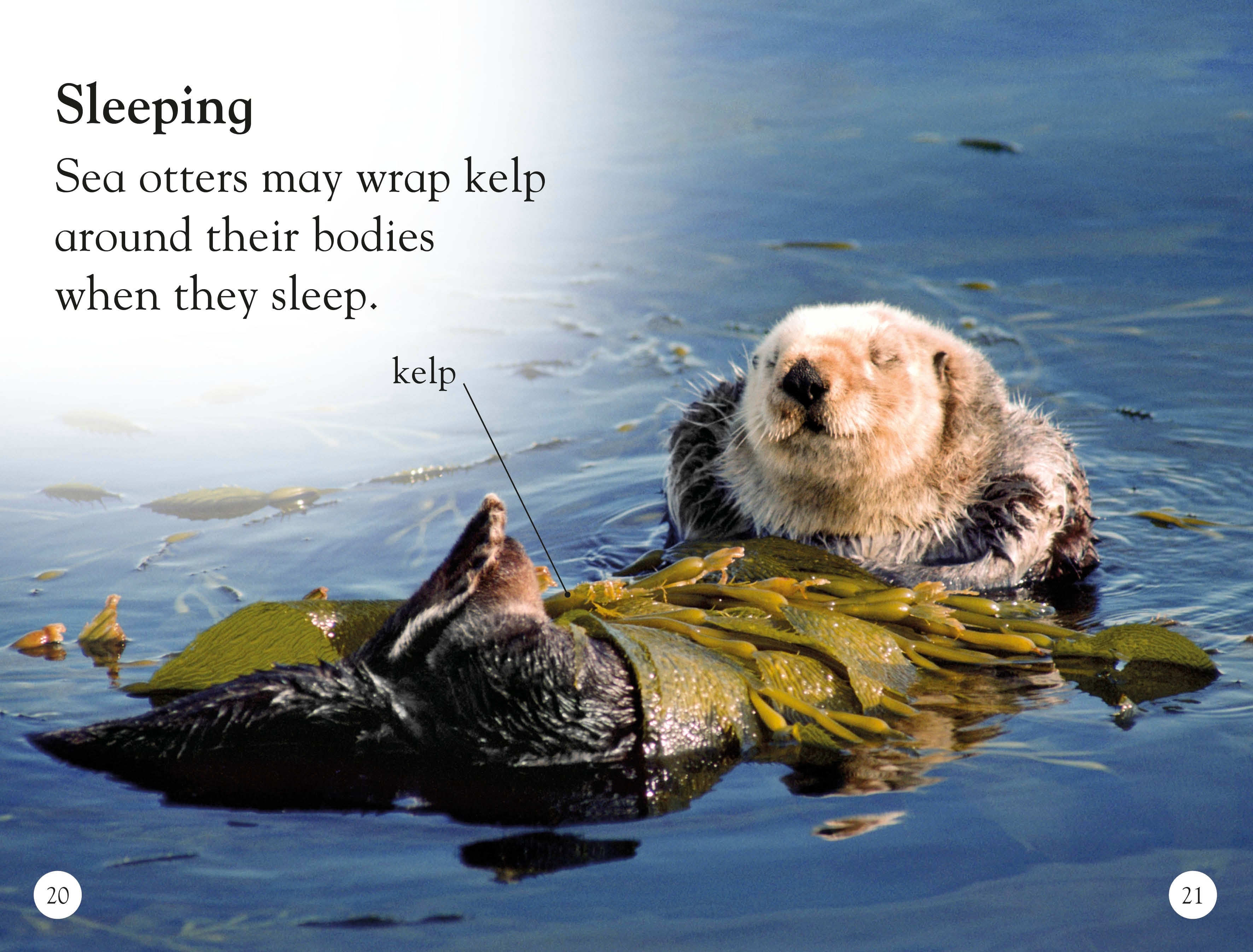 DK Readers L1: Sea Otters