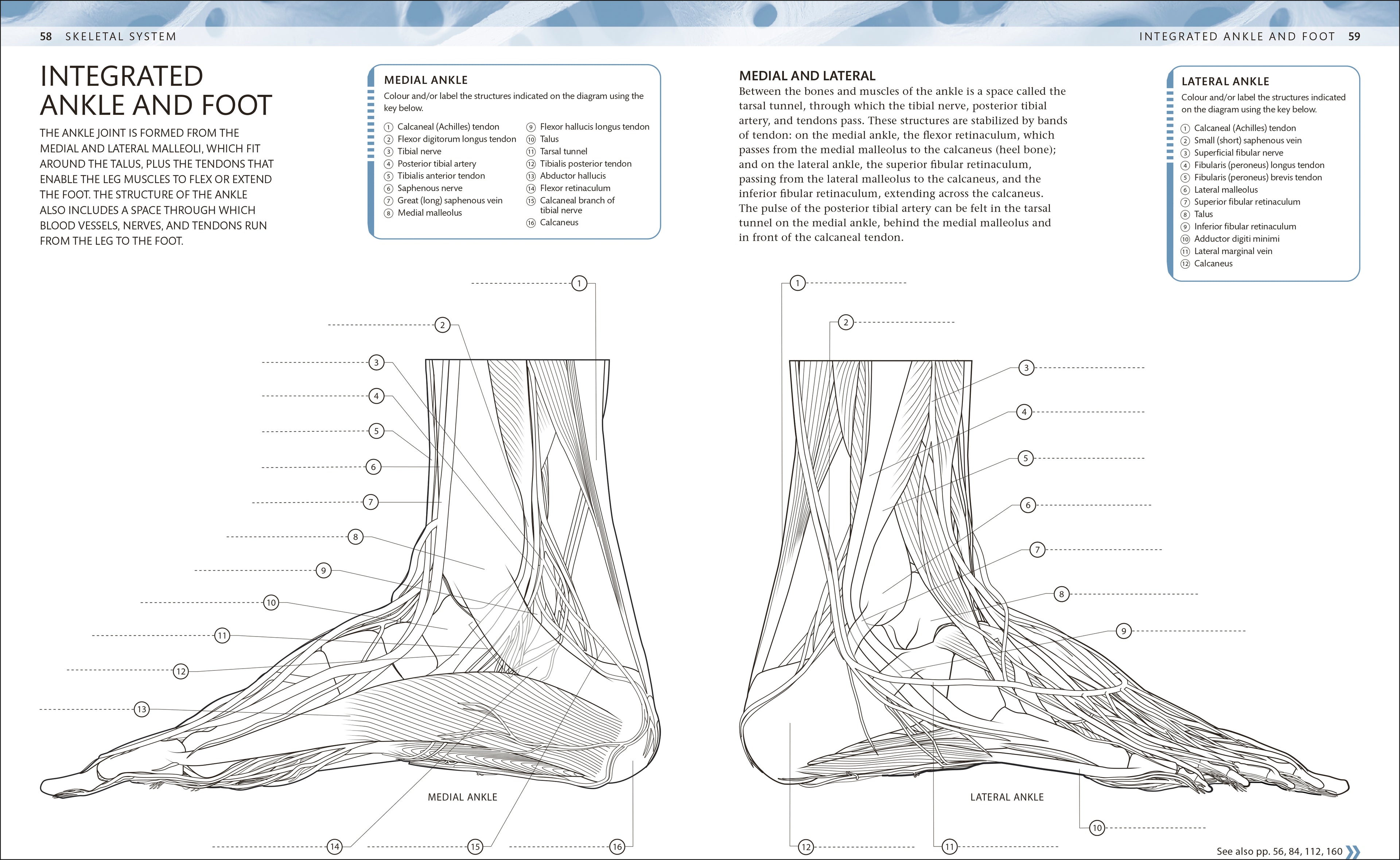 The Human Body Colouring Book-Spread, Image, (PRHC, Design, Do, Not, Use)-3