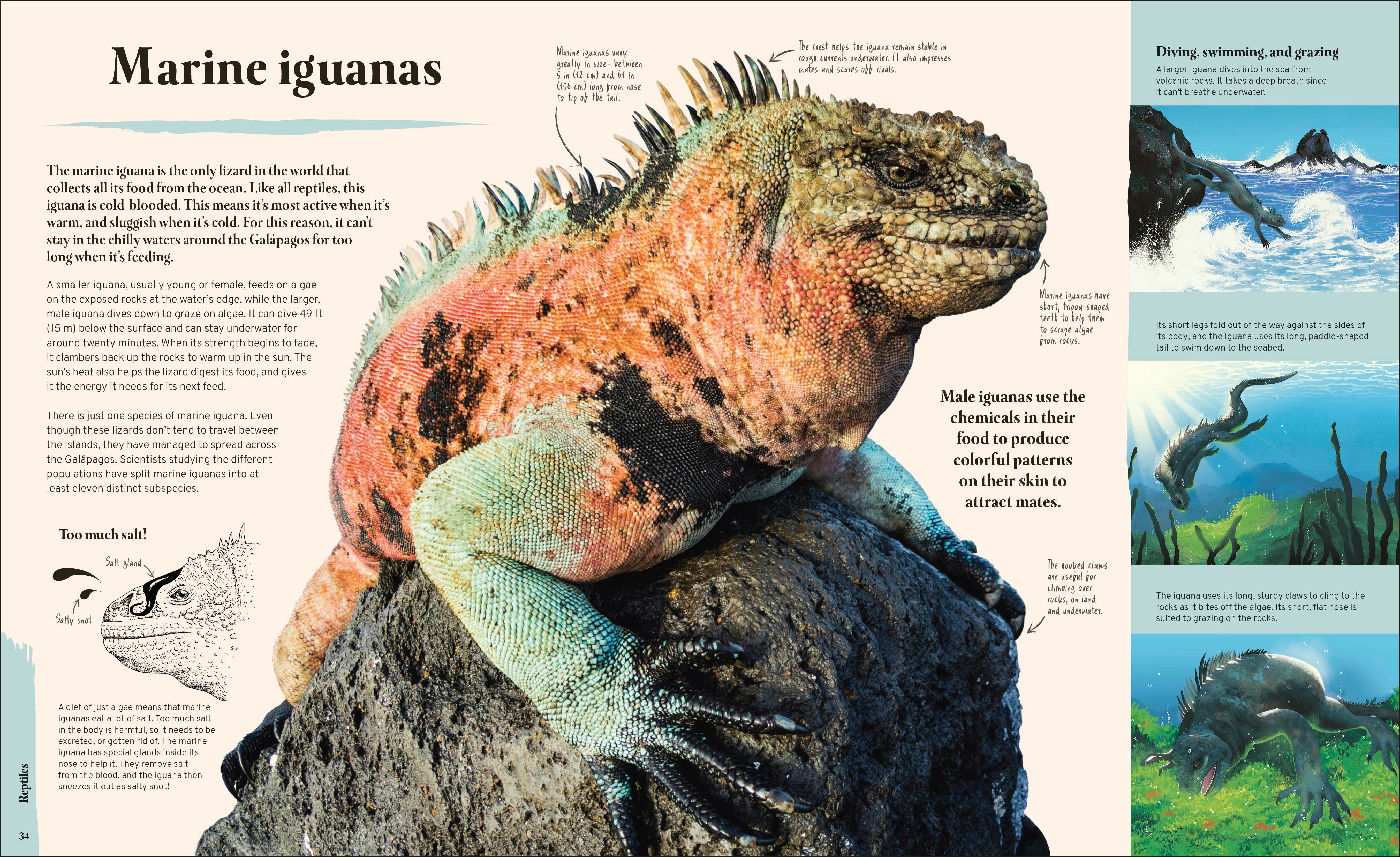 Galapagos様おまとめ Galapagos – DK