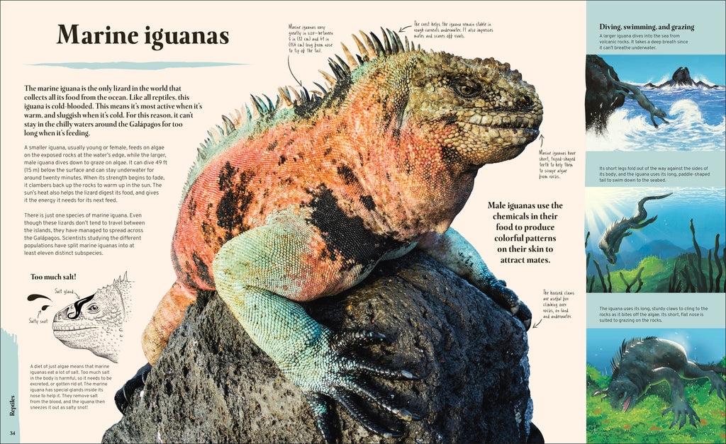 Galapagos-Spread, Image, (PRHC, Design, Do, Not, Use)-3