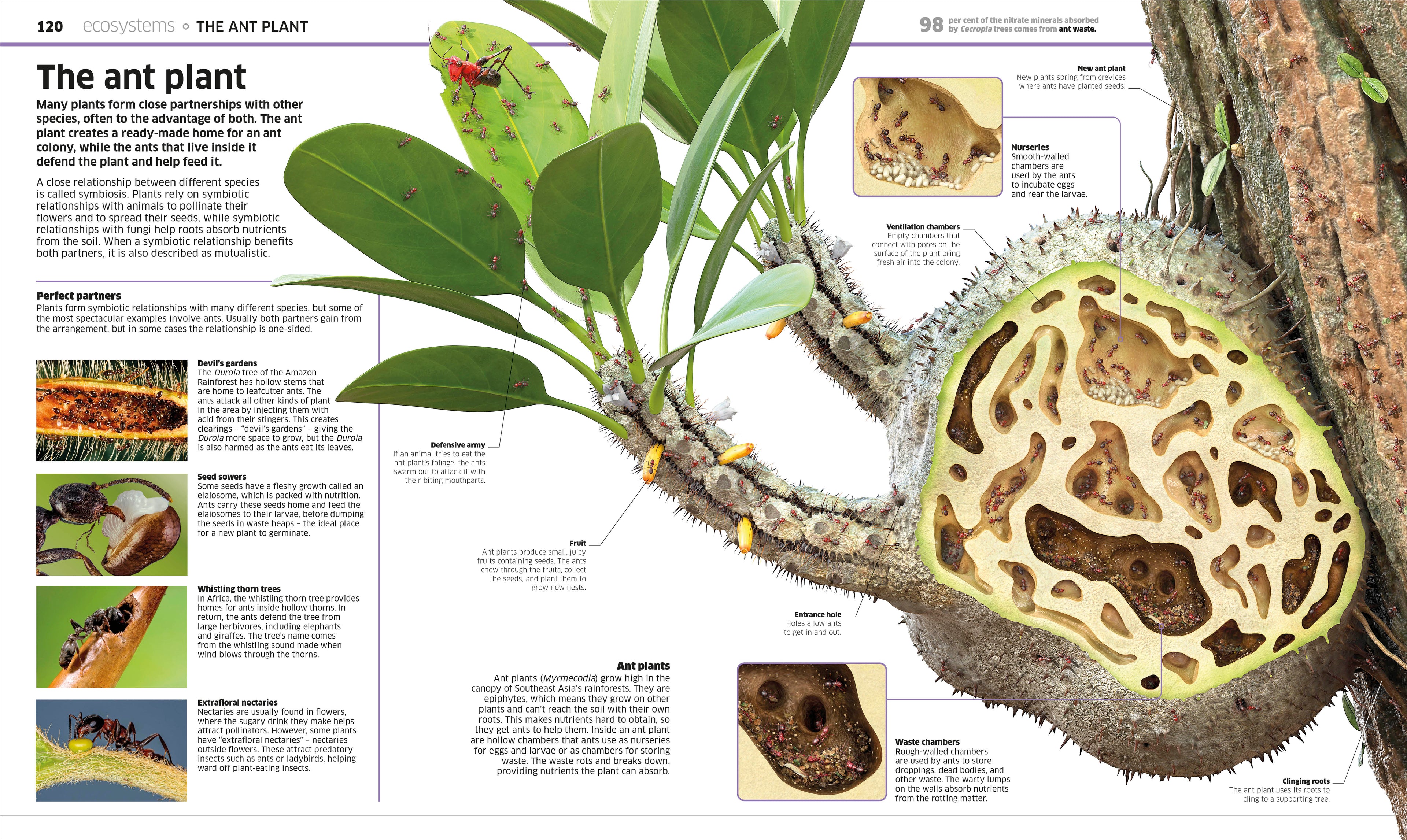 Knowledge Encyclopedia Plants and Fungi!