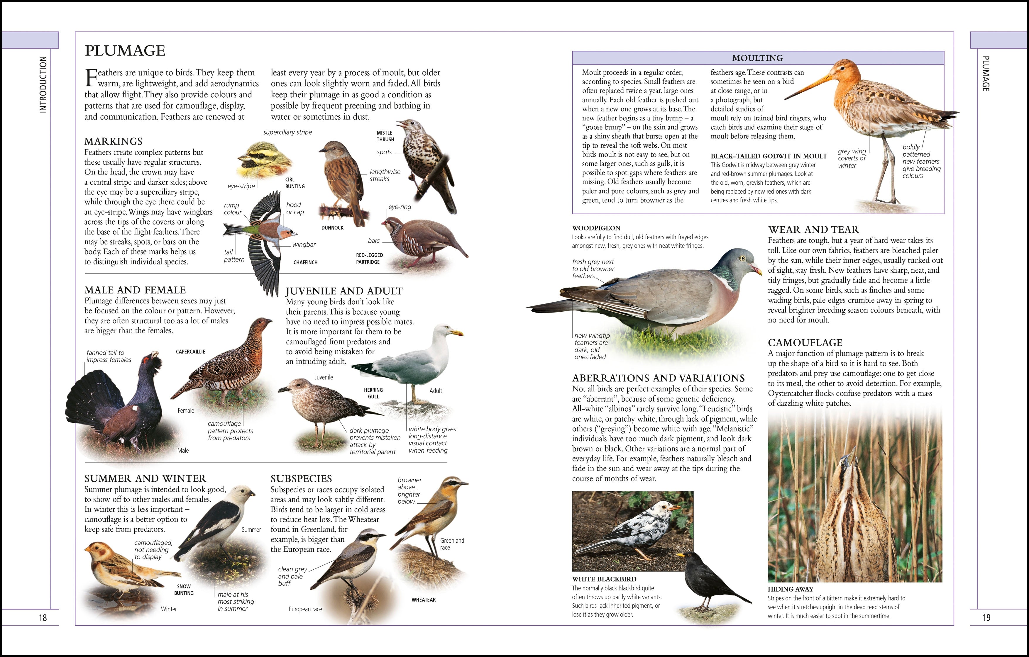 RSPB Complete Birds of Britain and Europe