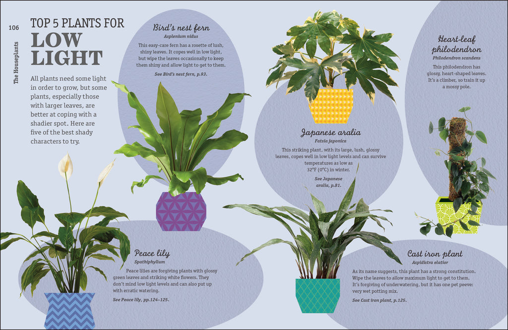 How Not to Kill Your Houseplant-image
