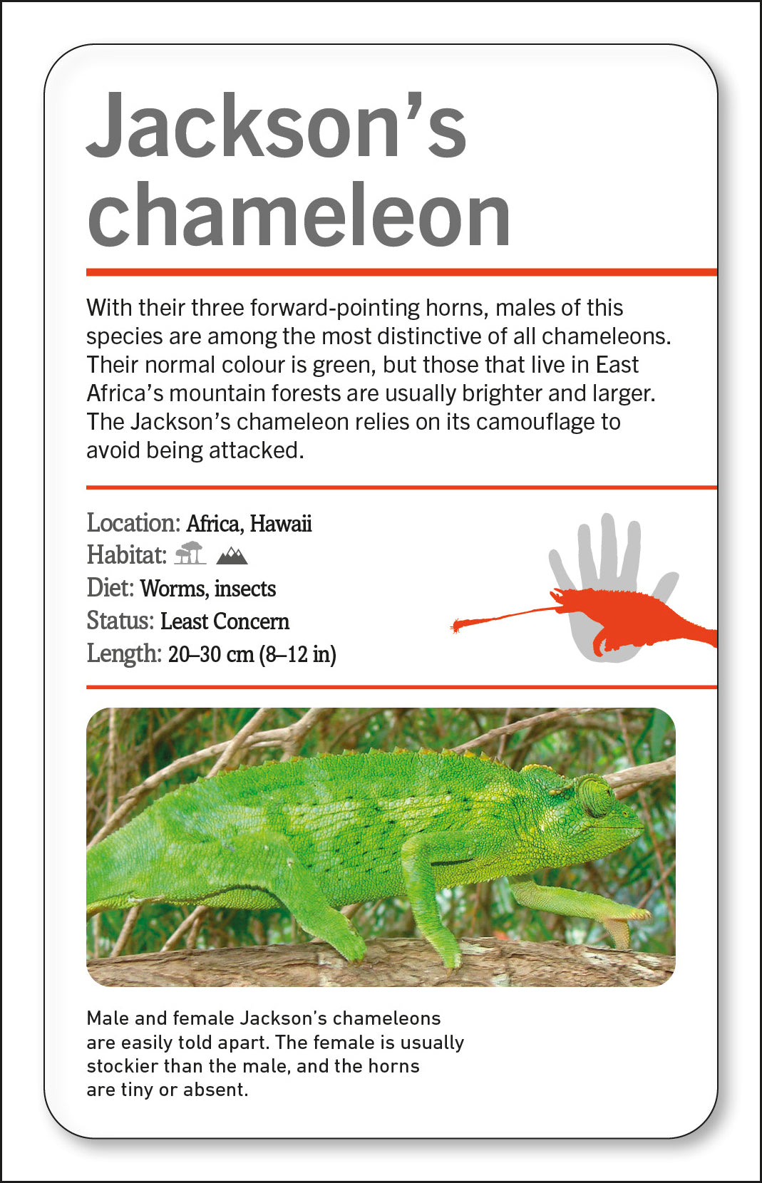 Our World in Pictures Animals of the World Flash Cards-spread image