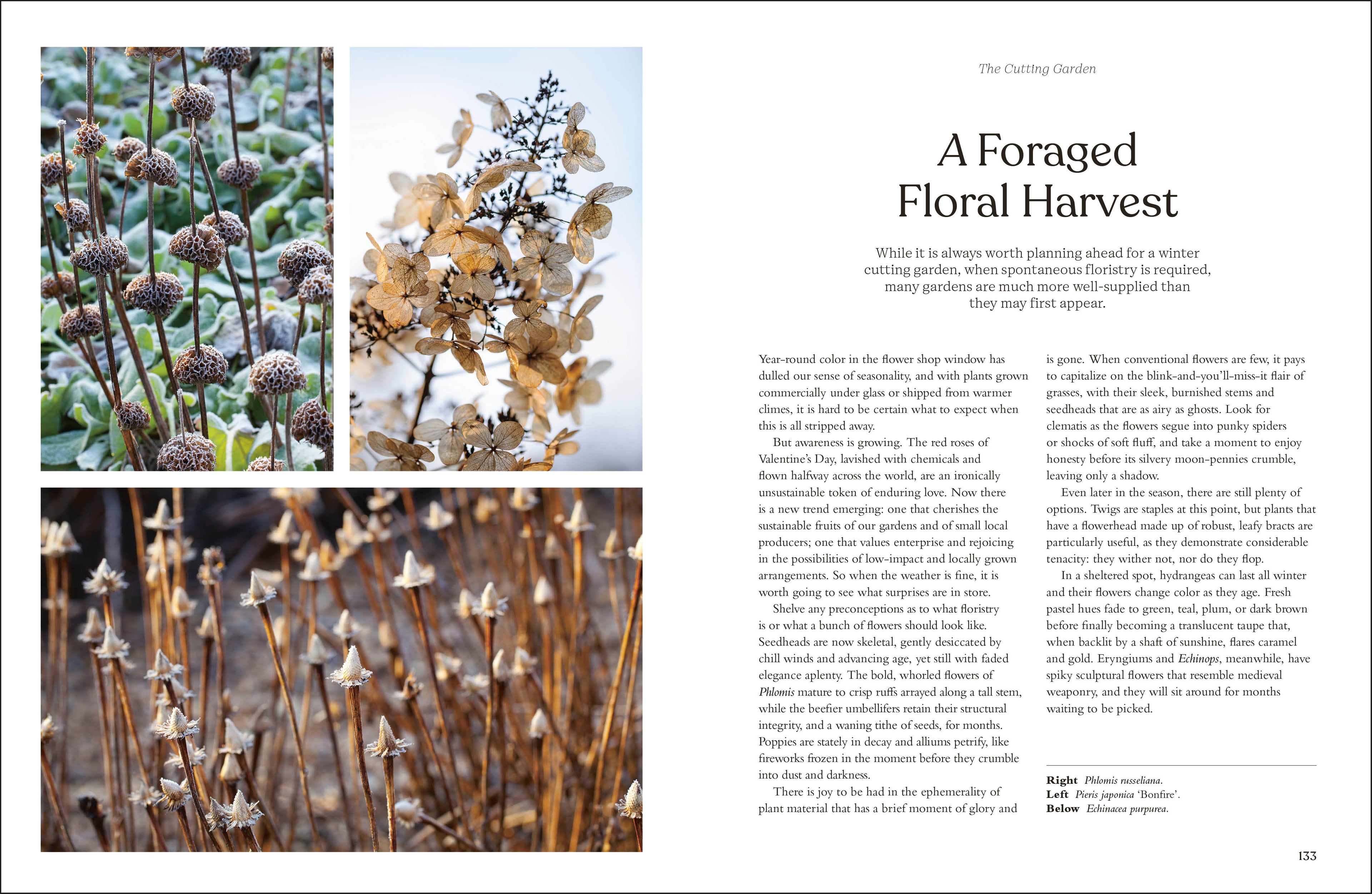 The Winter Garden-image