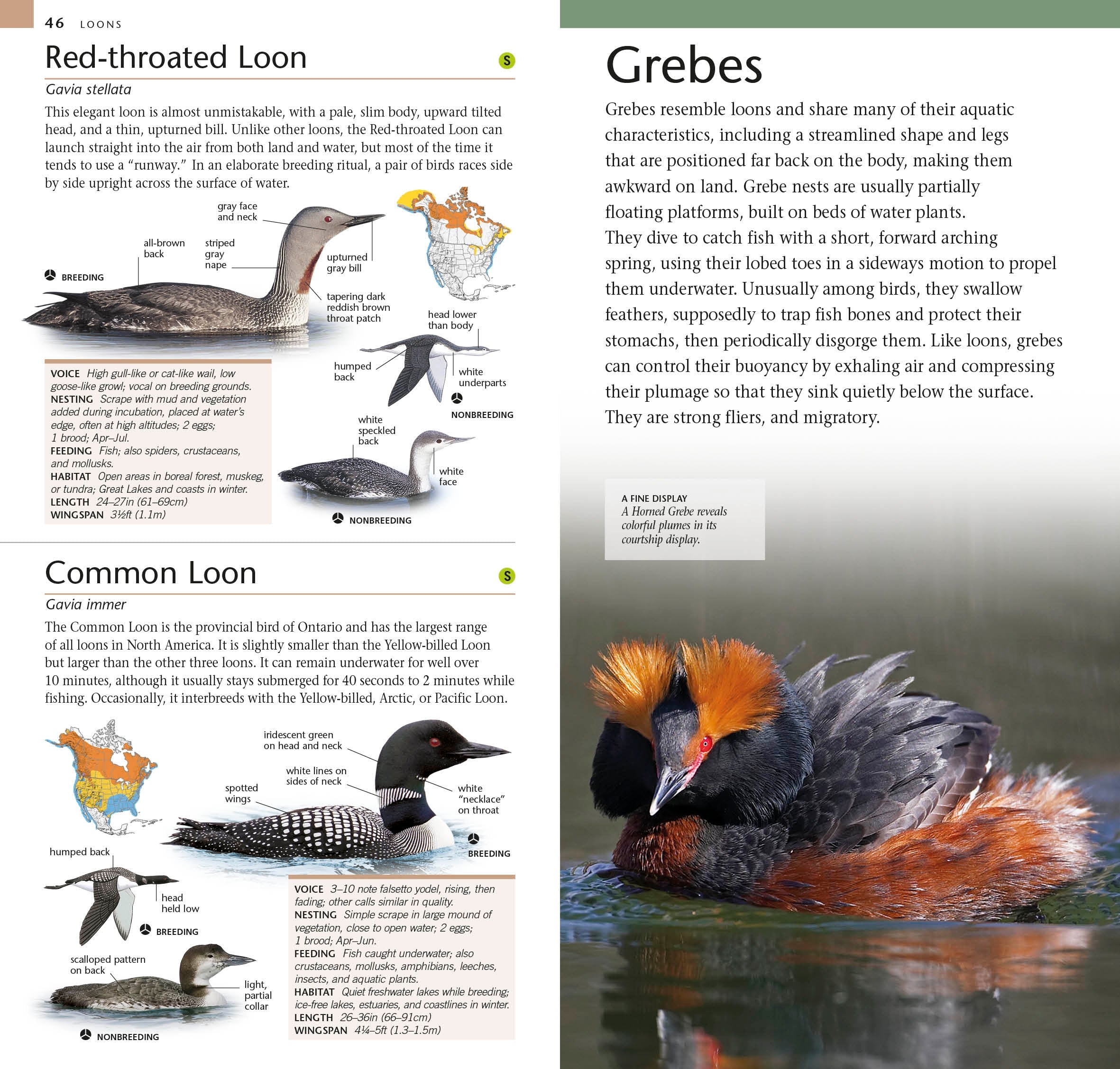 American Museum of Natural History: Pocket Birds of North America, Eastern Region