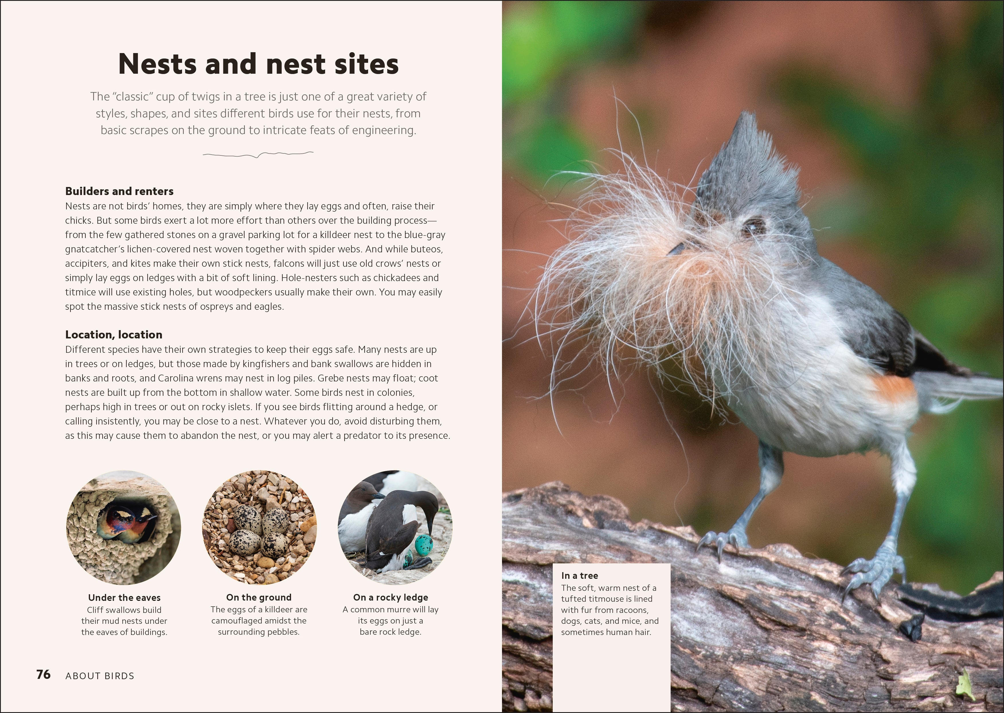 Birdwatching Guide-Spread, Image, (PRHC, Design, Do, Not, Use)-2