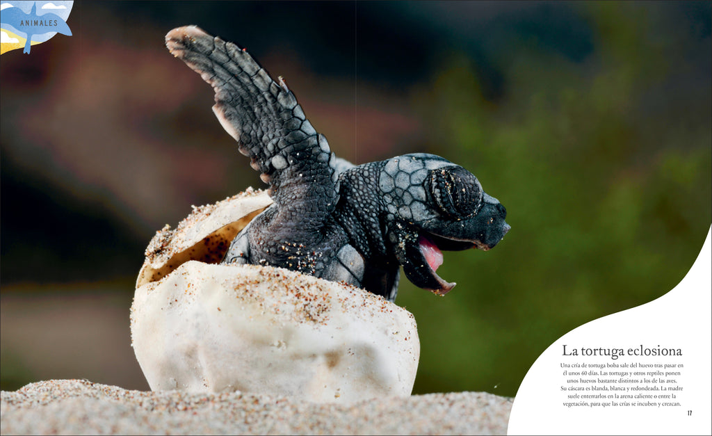 Tesoros de la naturaleza (Nature's Treasures)-Spread, Image, (PRHC, Design, Do, Not, Use)-8