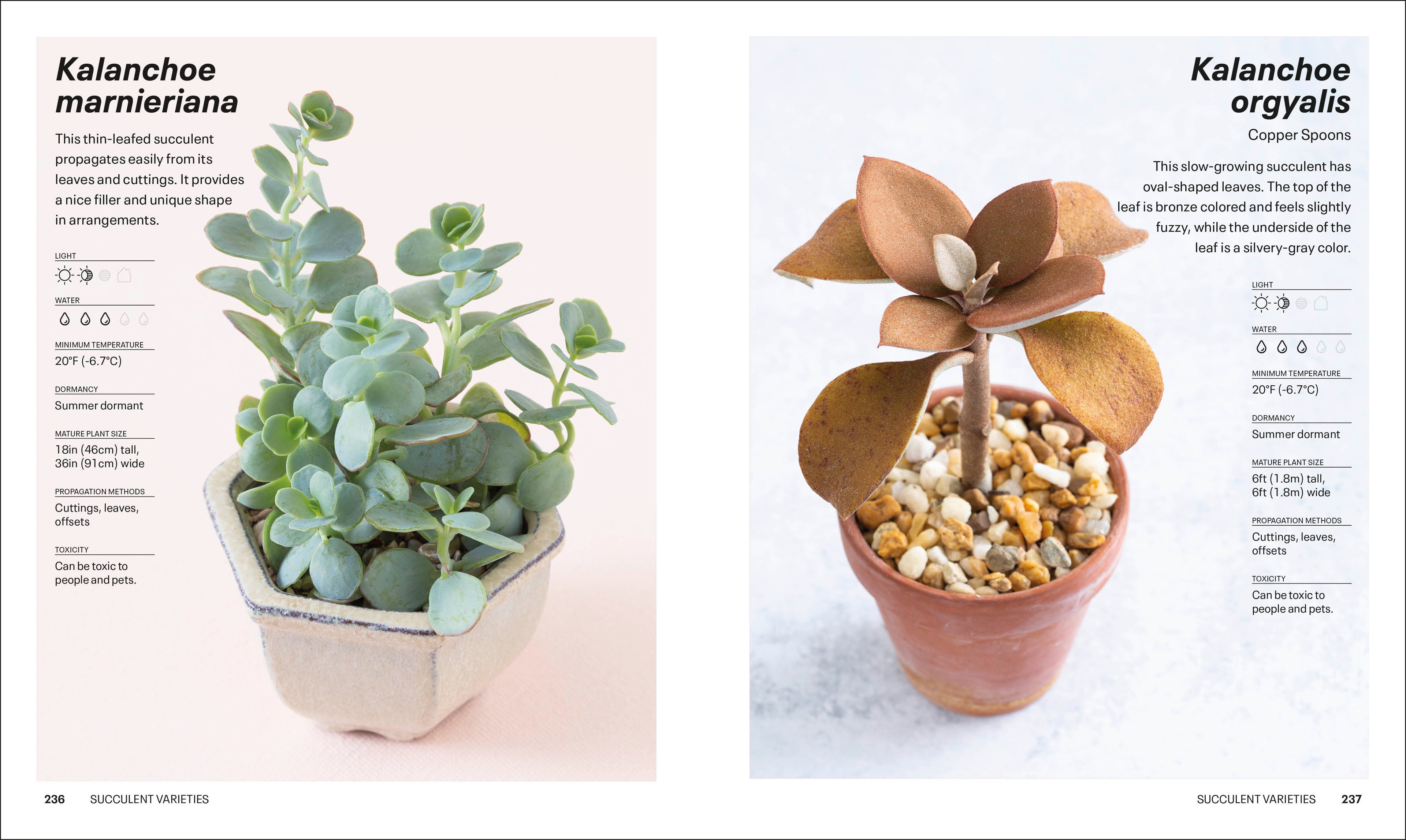 succulents cassidy tuttle Succulents – DK
