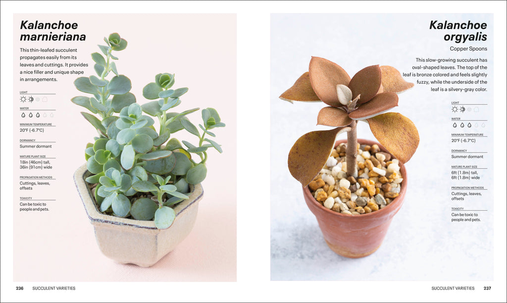 Succulents-Spread, Image, (PRHC, Design, Do, Not, Use)-7