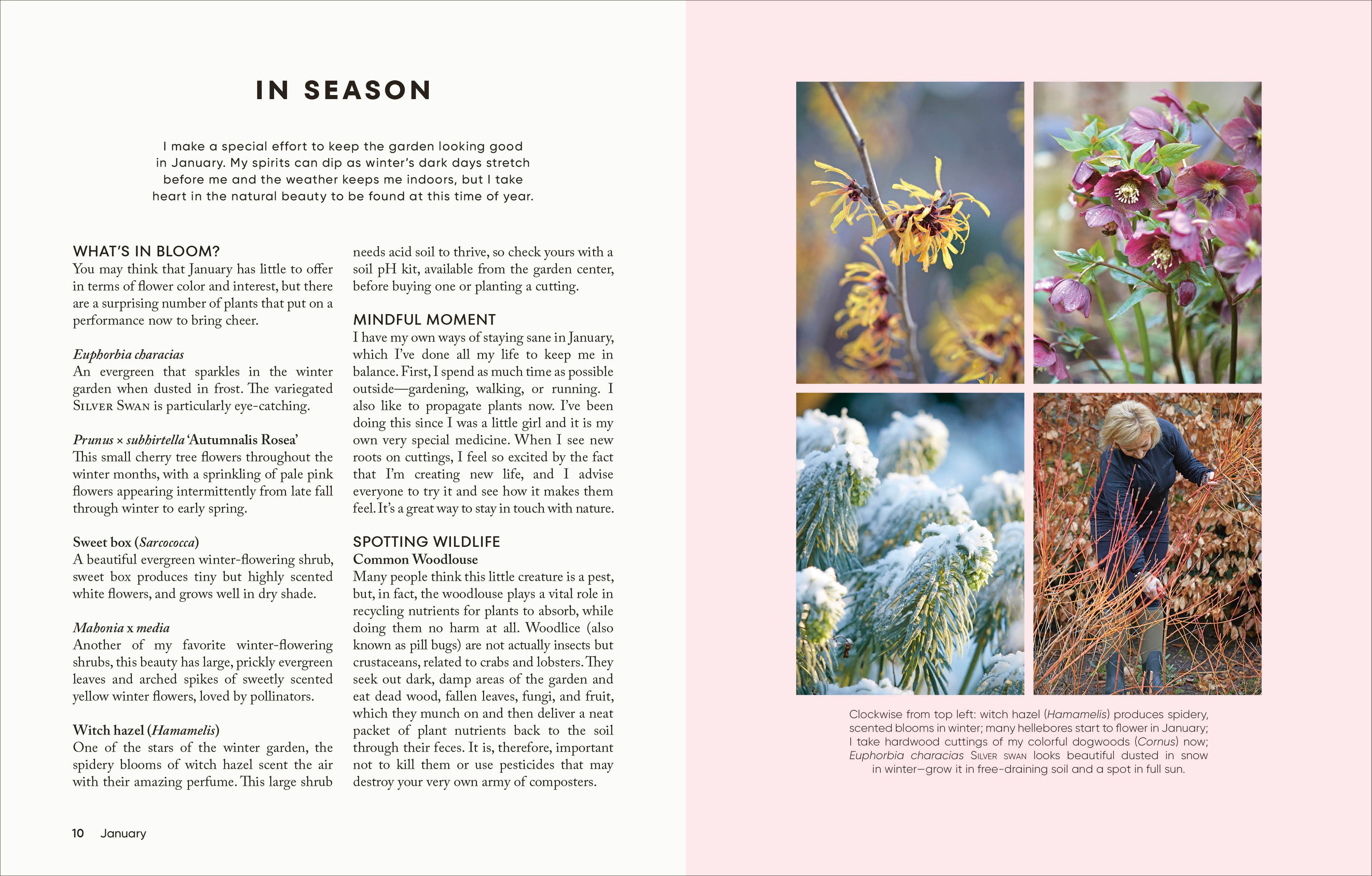 The Money-Saving Garden Year-Spread, Image, (PRHC, Design, Do, Not, Use)-2