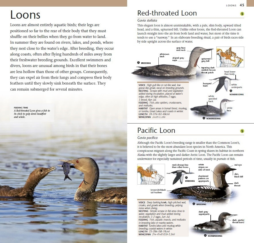 Pocket Birds of Canada