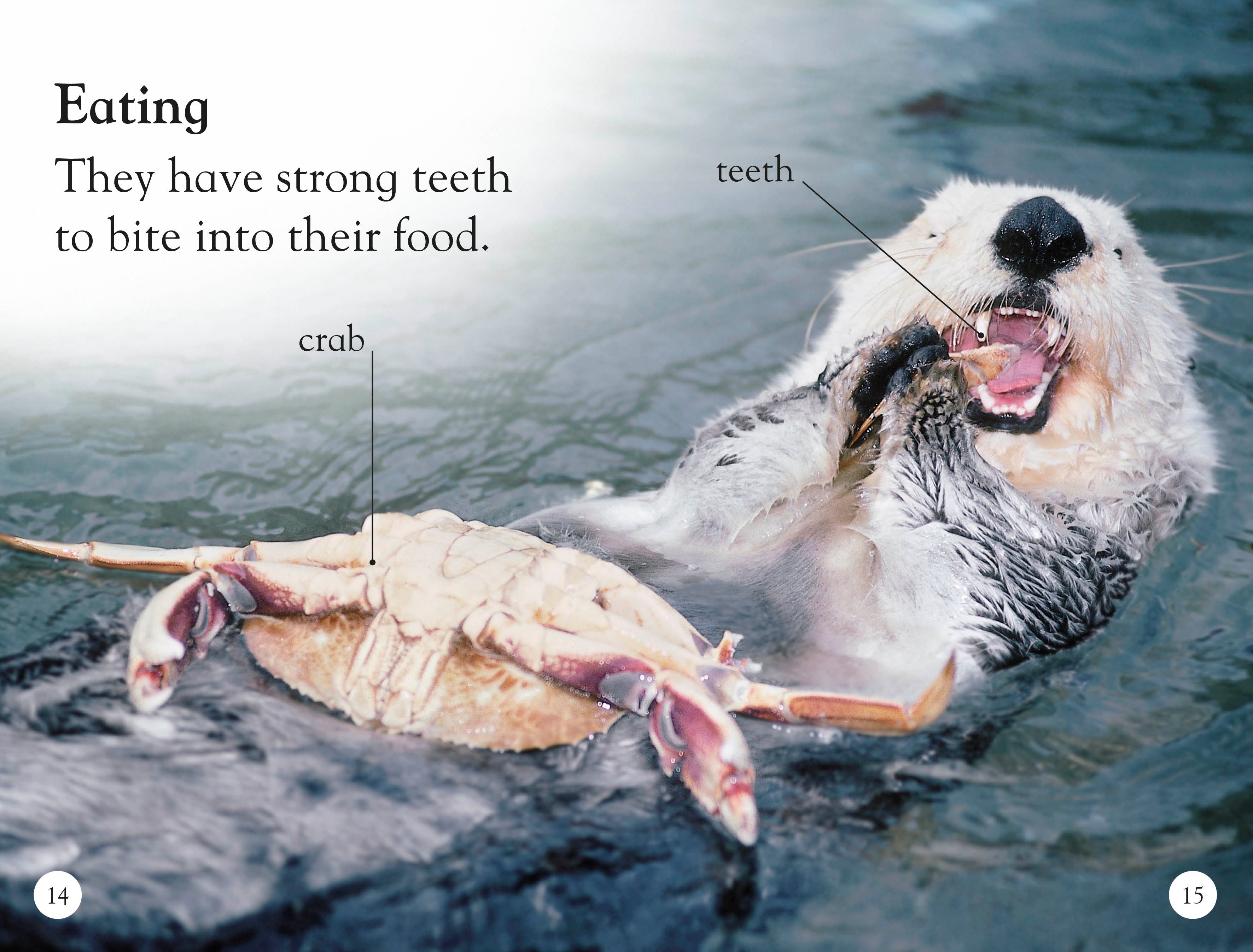 DK Readers L1: Sea Otters