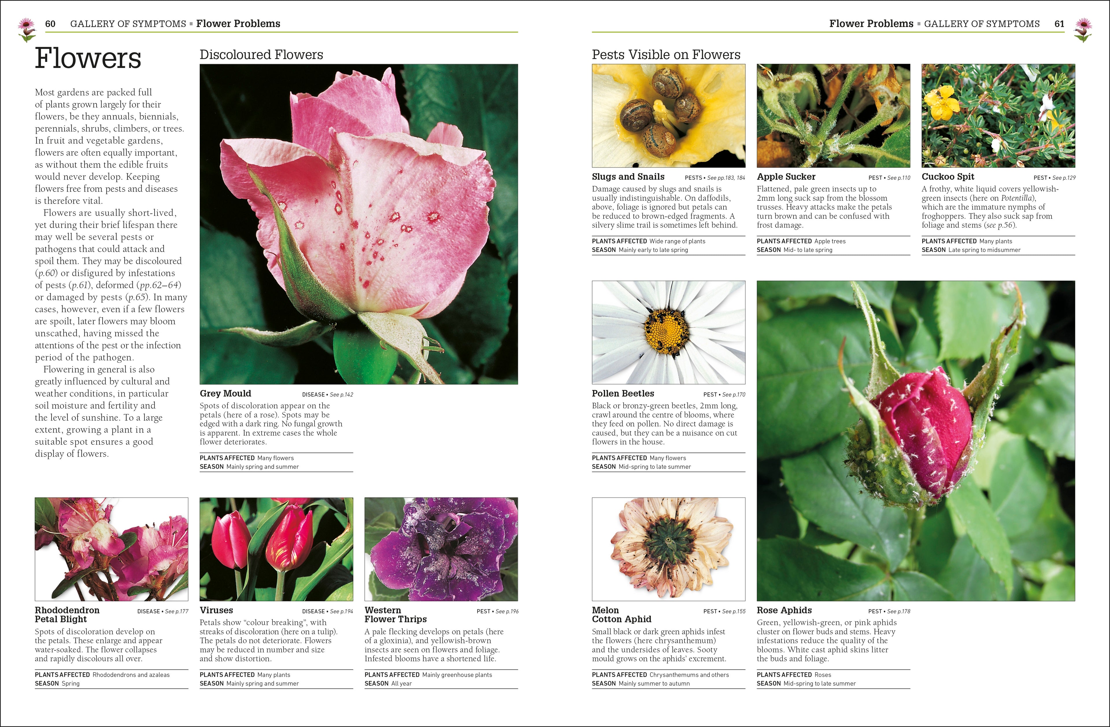 RHS Pests & Diseases