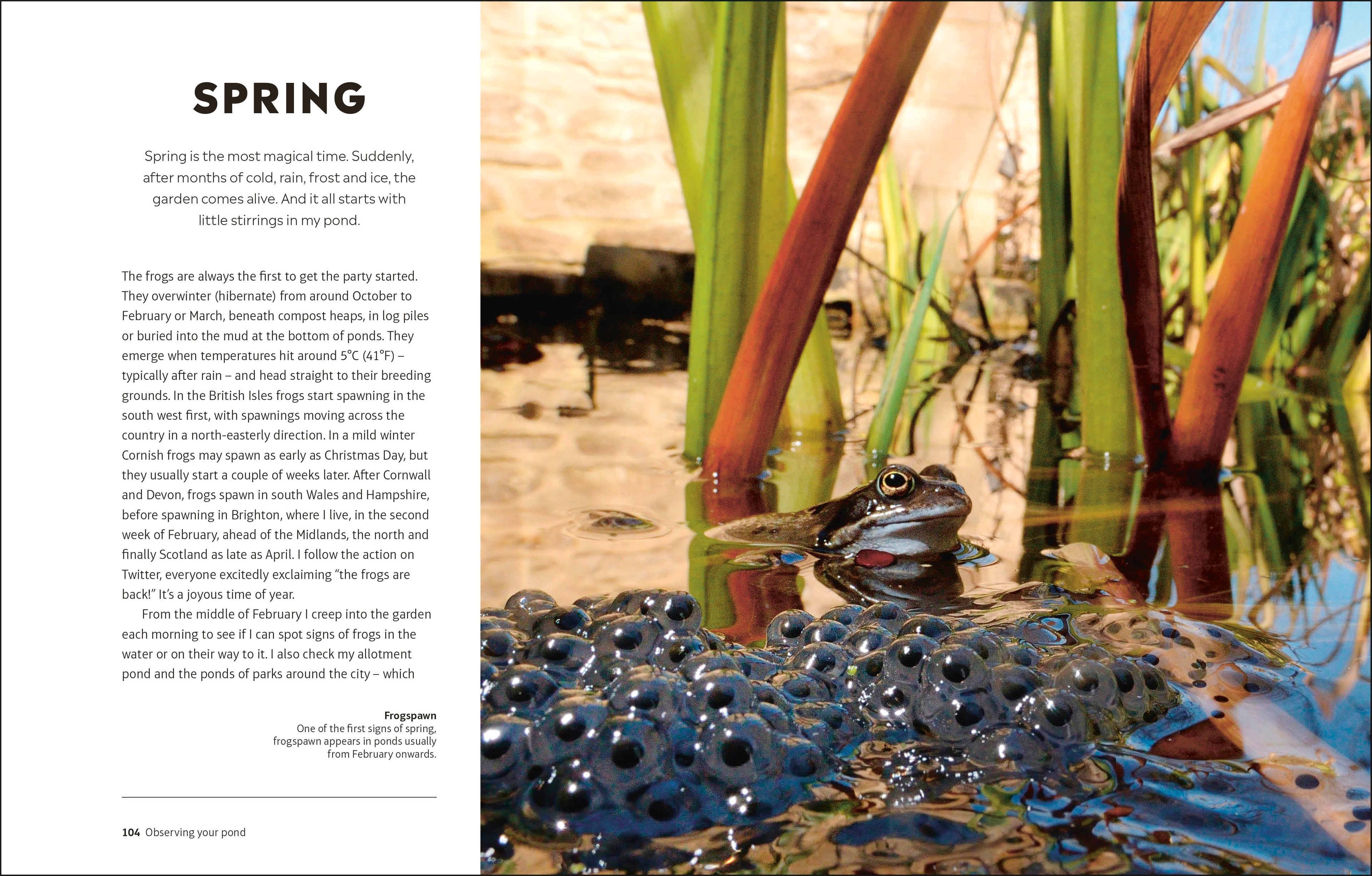 RHS How to Create a Wildlife Pond