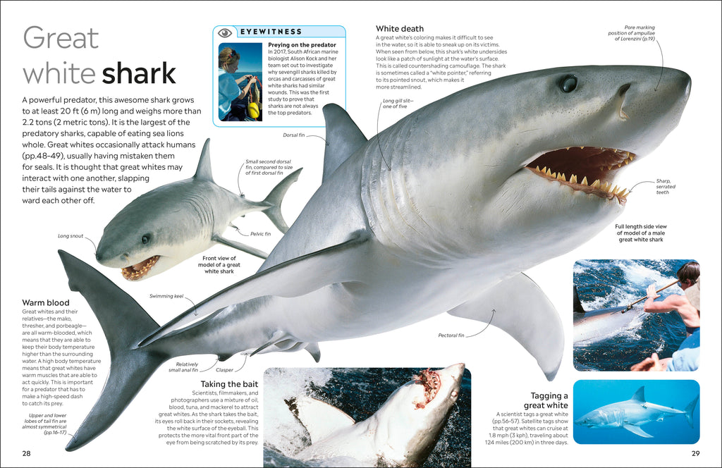 Shark-Spread, Image, (PRHC, Design, Do, Not, Use)-1