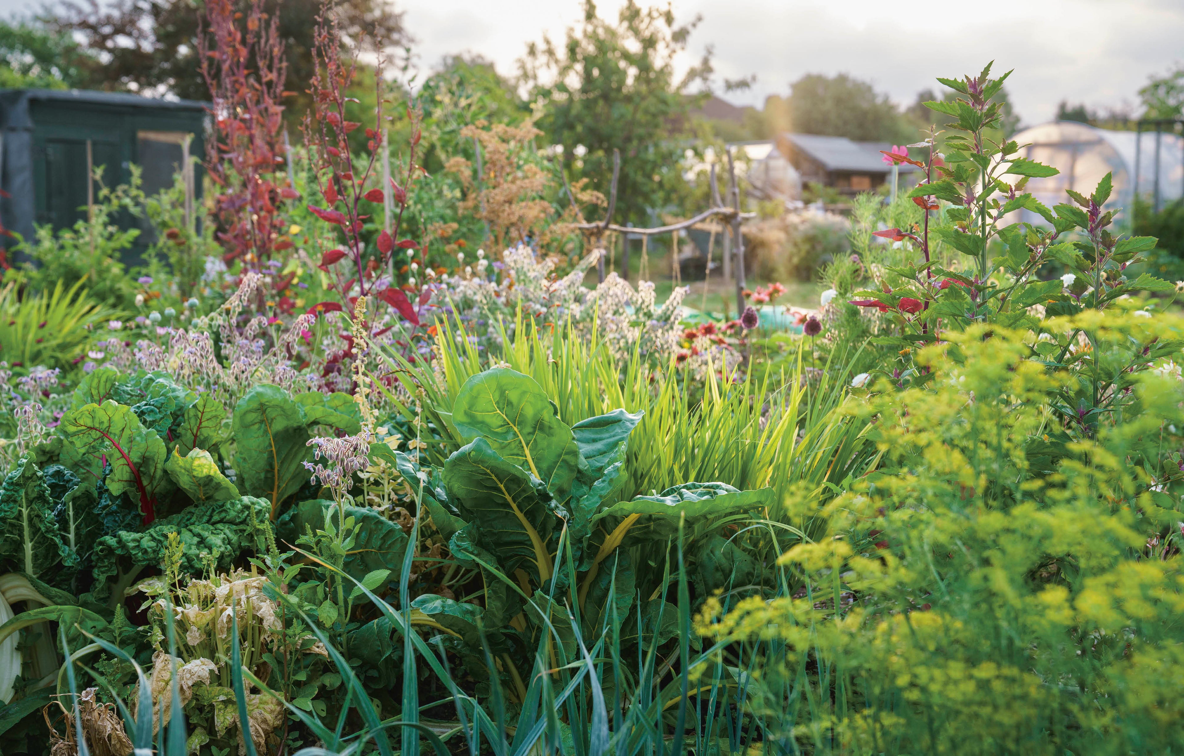Rekha's Kitchen Garden-image