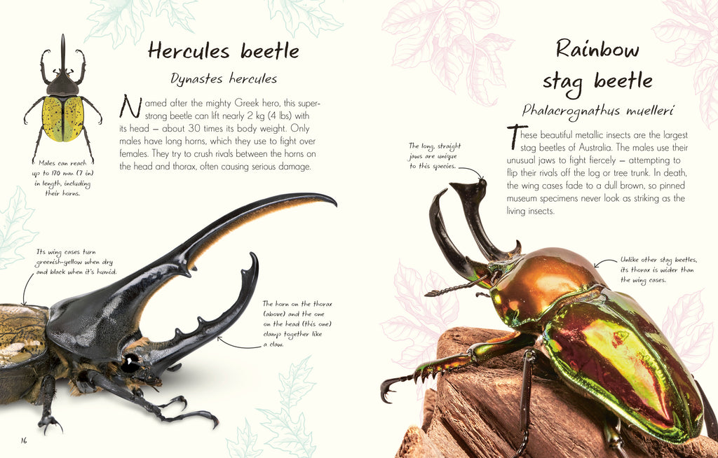 An Anthology of Beetles